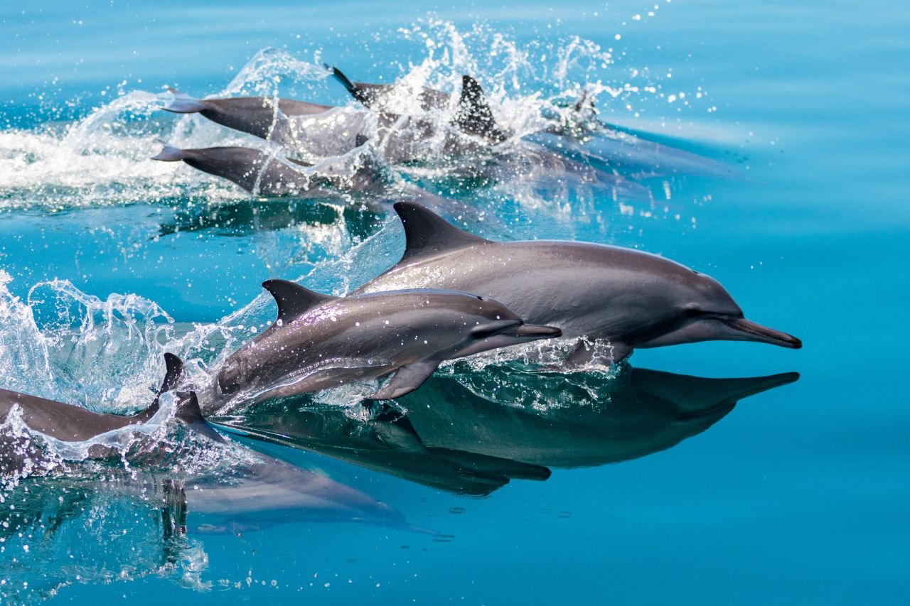North Bali's Dolphin Route