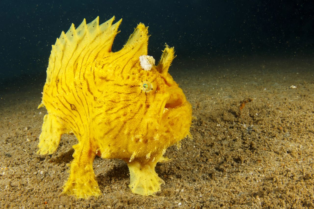 Antennarius striatus
