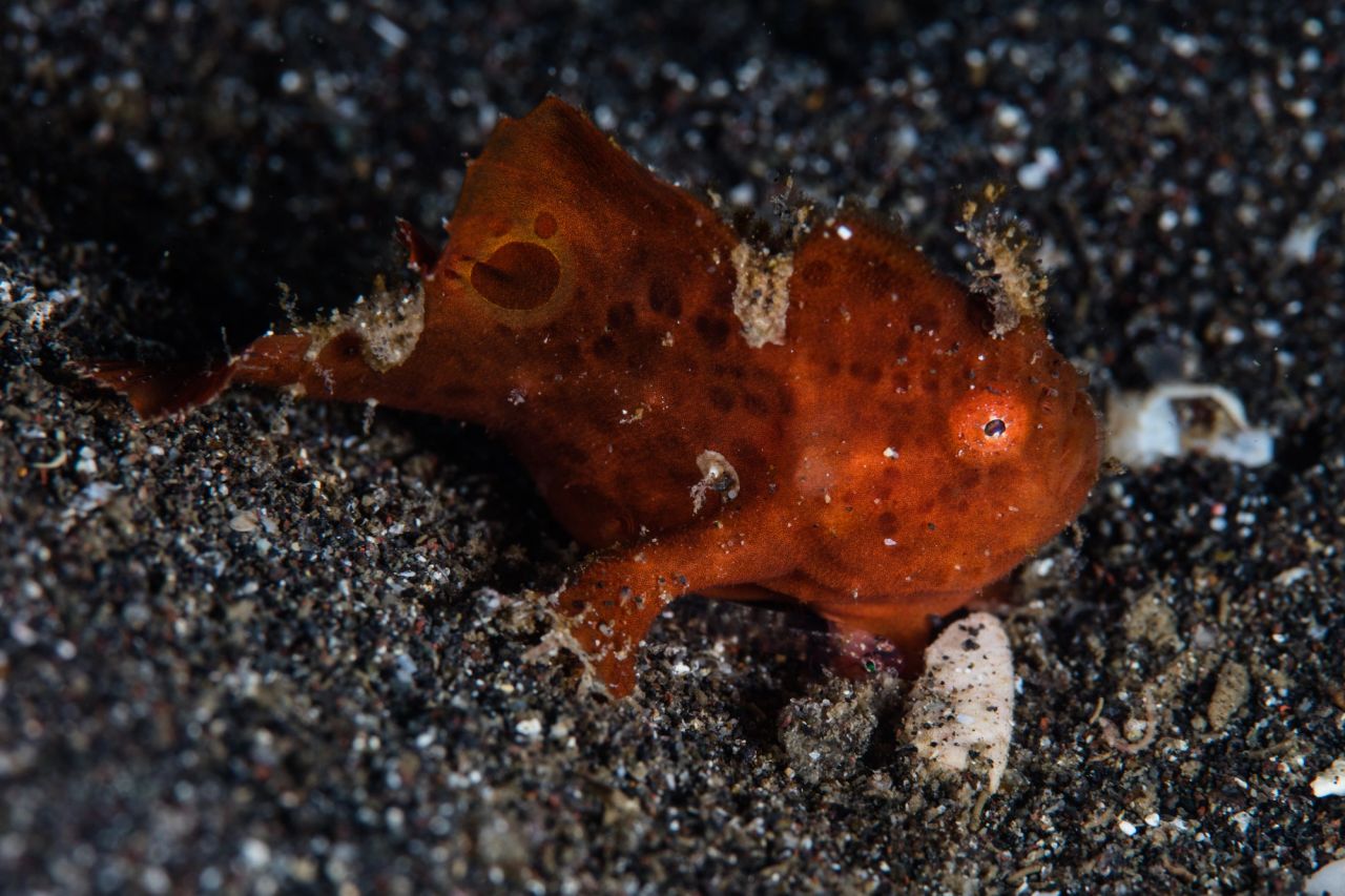 Antennarius pictus