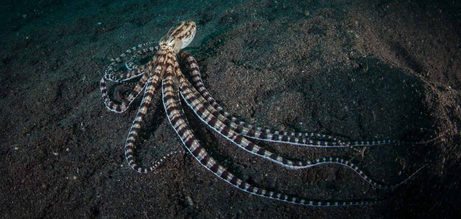 A mimic octopus can be distinguished by the white border along the tentacles.