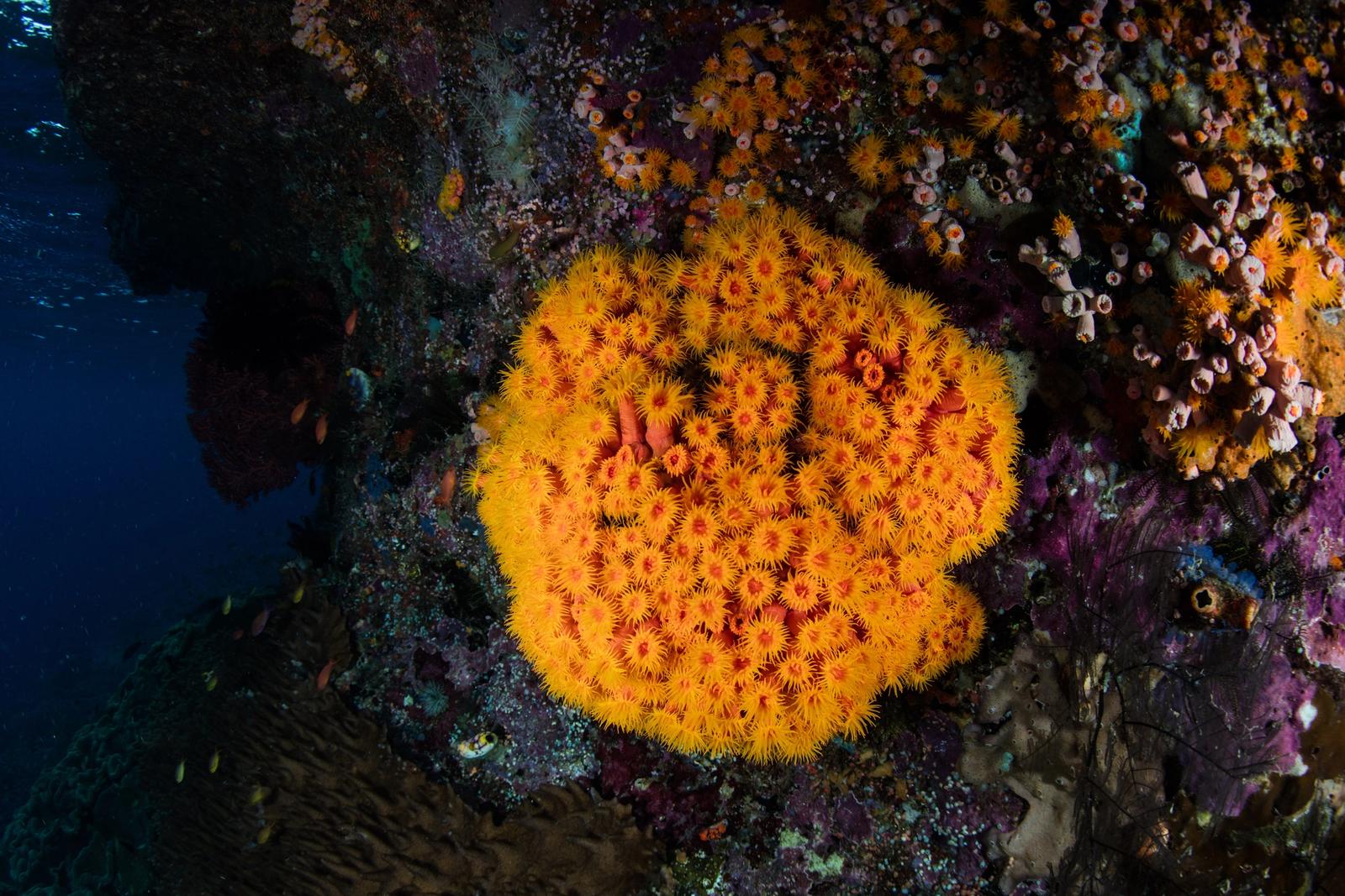 A cup coral colony (Tubastrea sp.) on a reef wall in Raja Ampat