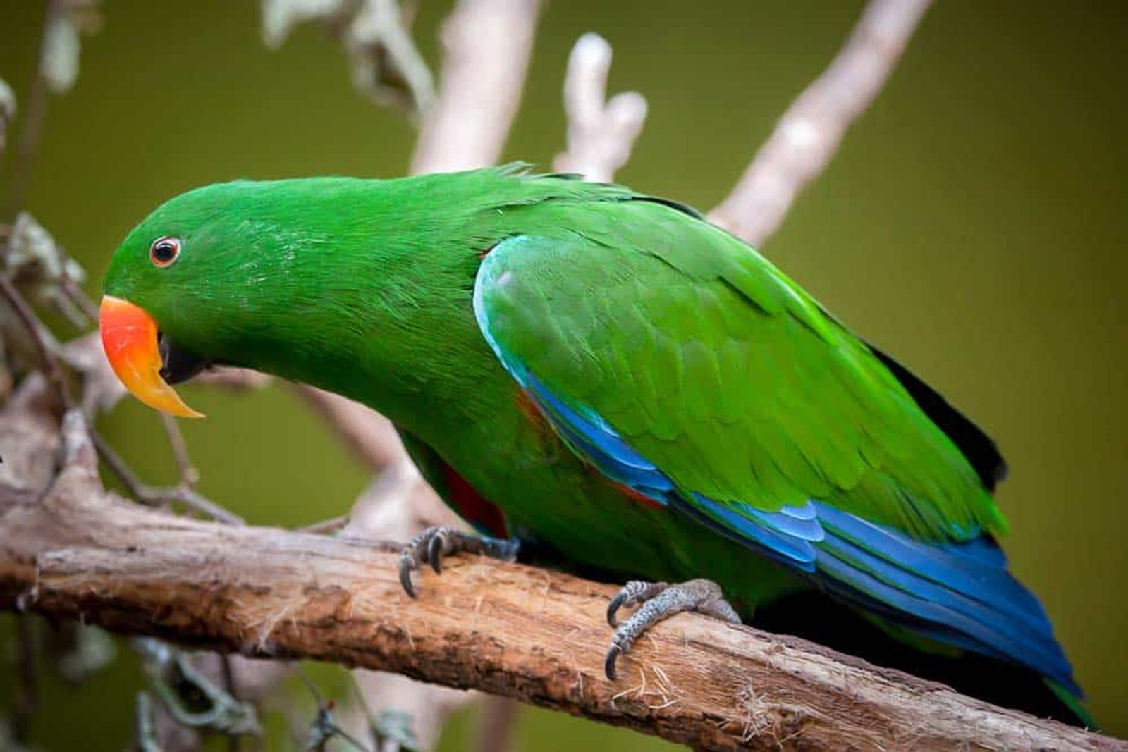 Manuk, Serua