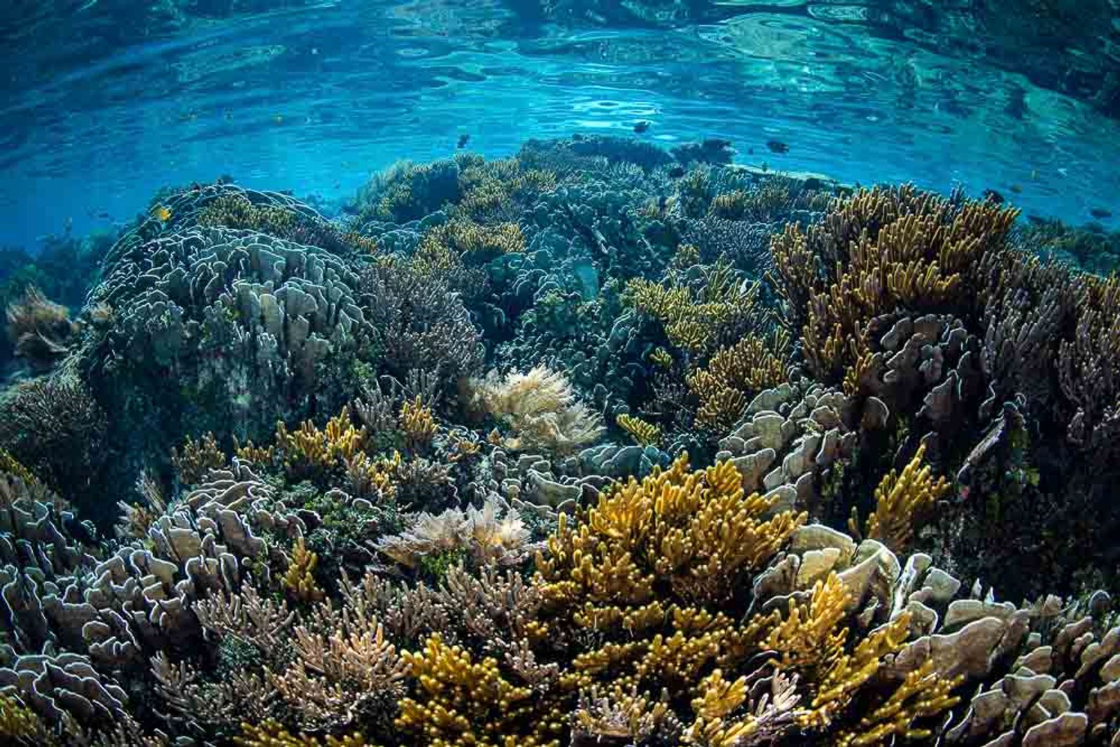 Sorong, Wagmab