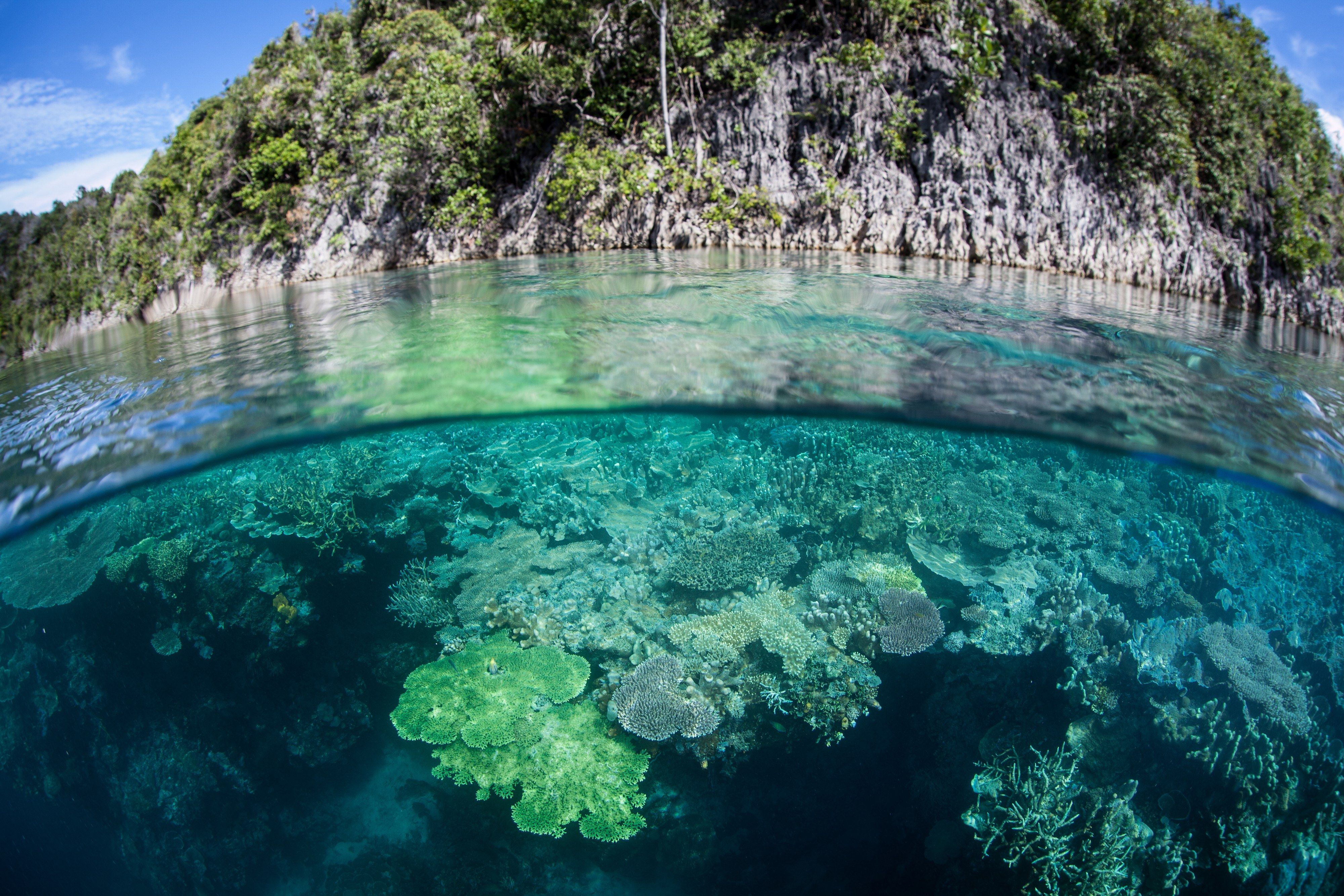Sunlight penetrates the water and bathes a diverse coral reef in Raja Ampat, Papua, Indonesia.