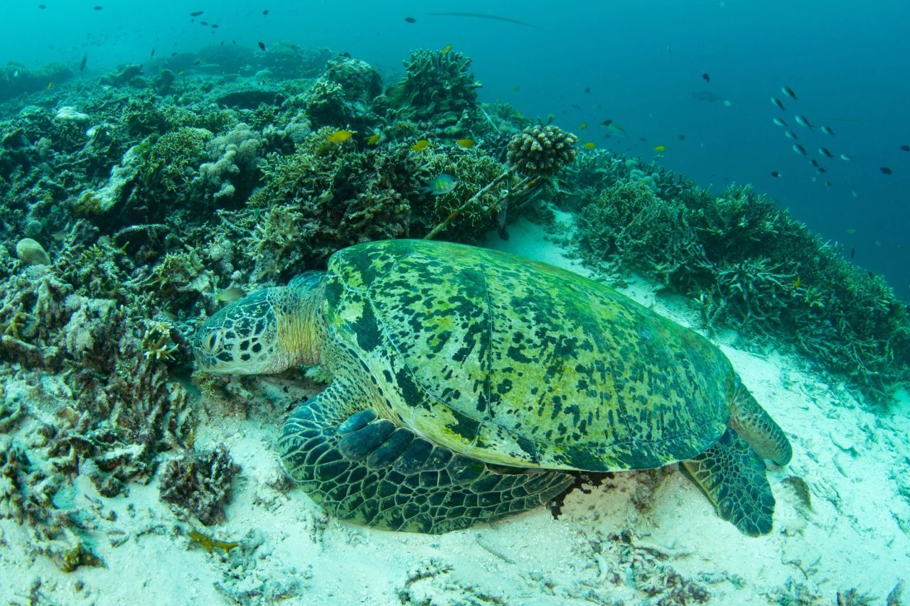 Chelonia mydas