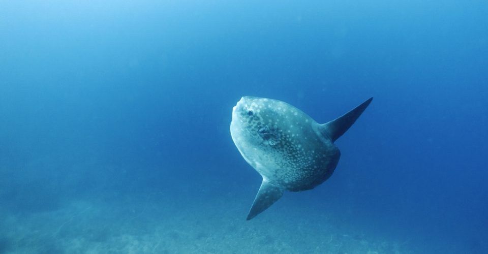 Mola mola