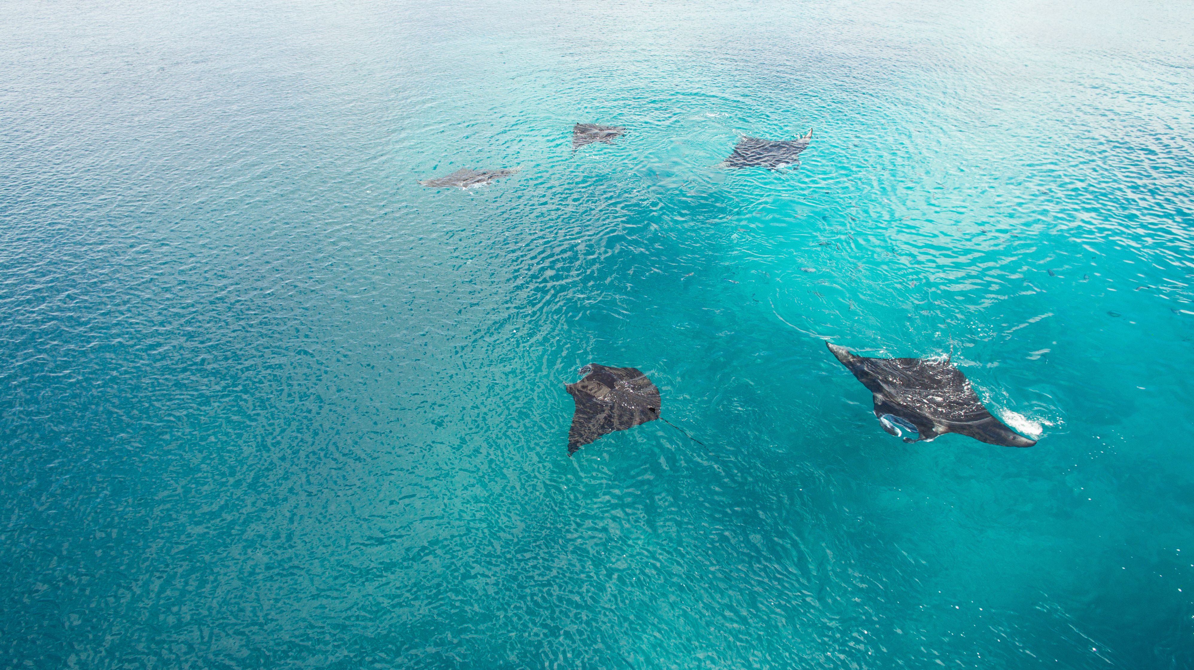 A group of five manta rays feeding on plankton at the surface above a tropical reef