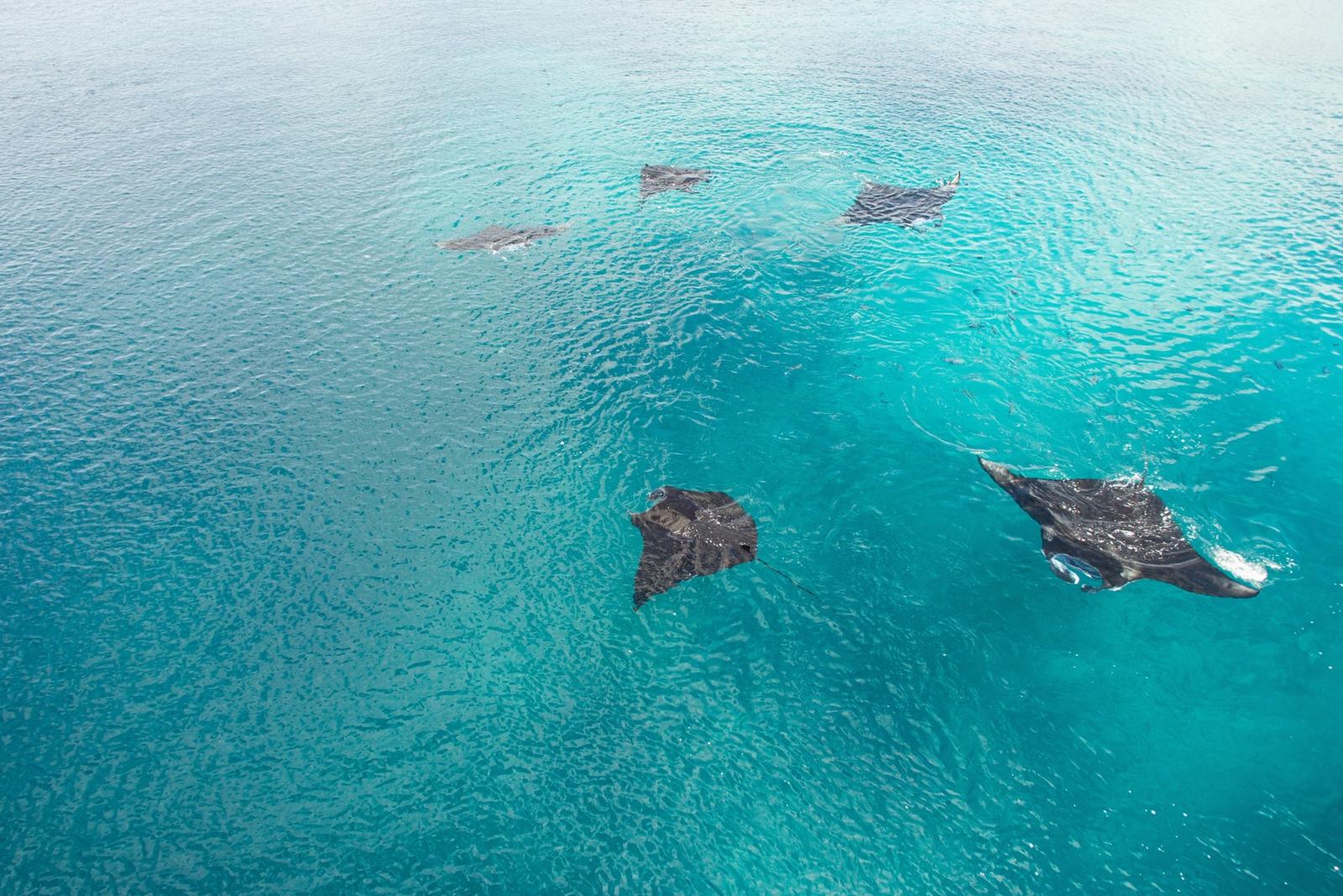 A group of five manta rays feeding on plankton at the surface above a tropical reef