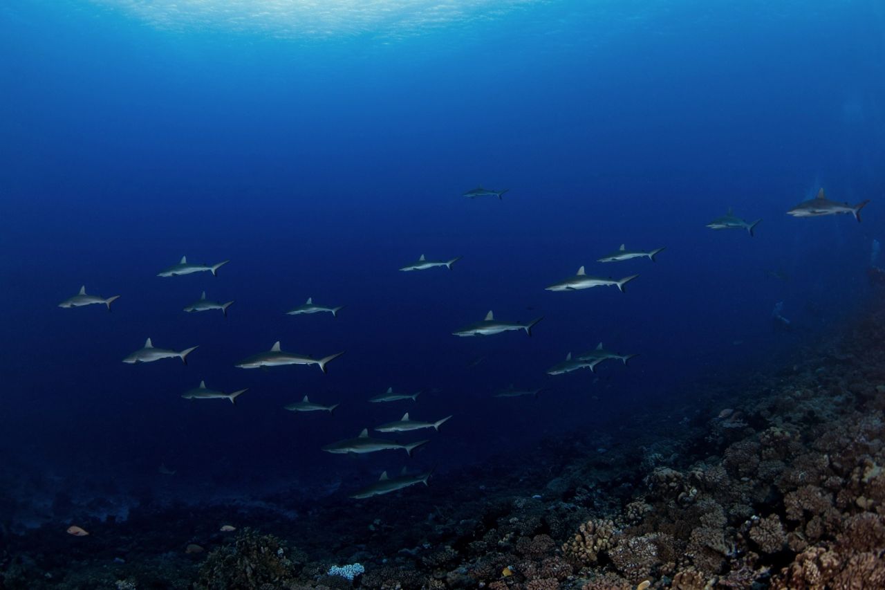 Bring a Reef Hook