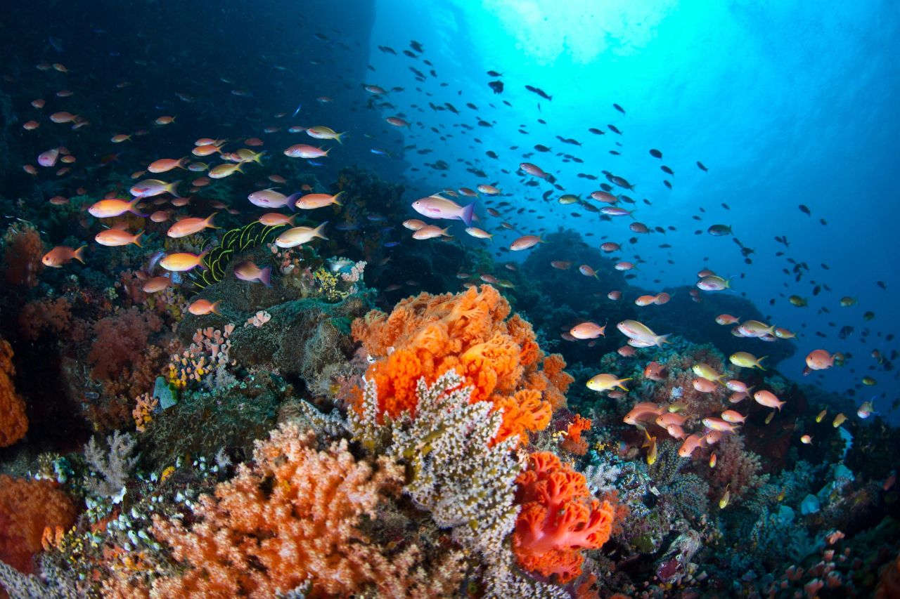 Bunaken's Walls Fire Best on an Incoming Current