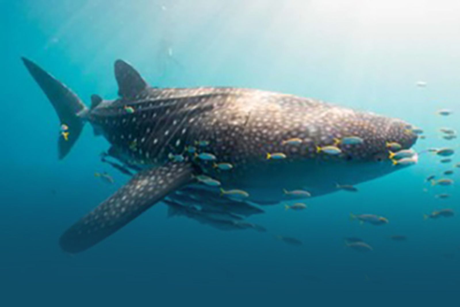 The Coral Triangle Explained