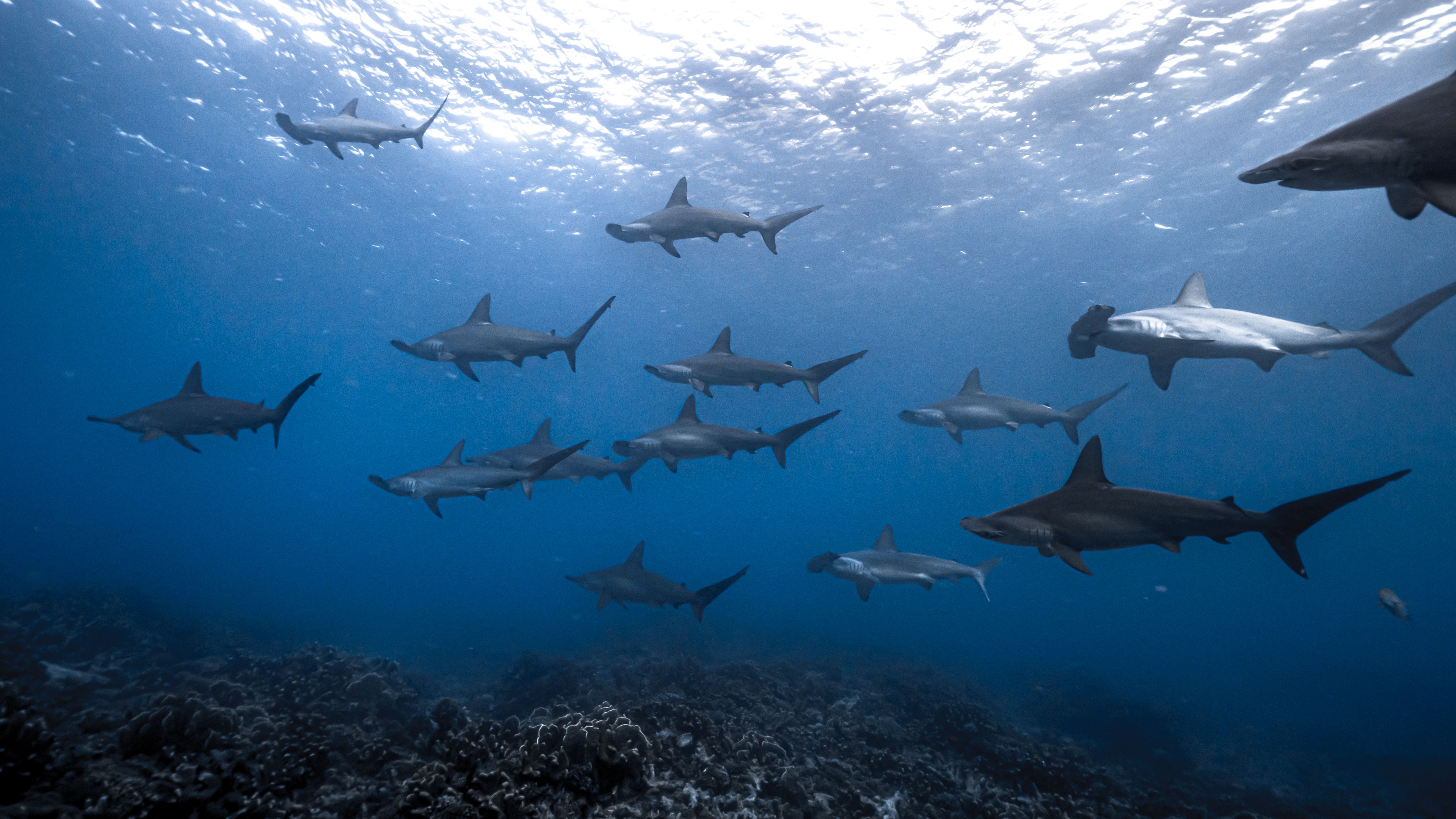 A school of hammerhead sharks in deep blue water