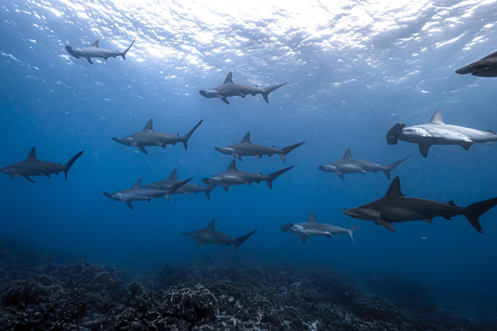 A school of hammerhead sharks in deep blue water