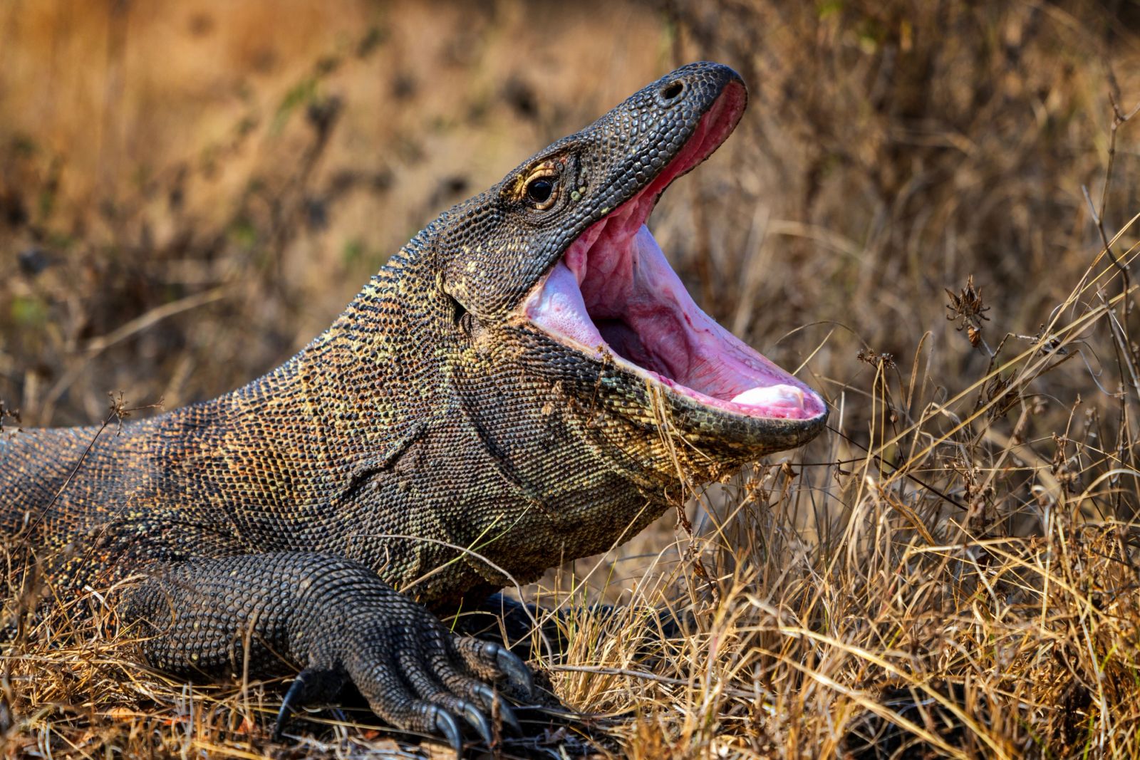 A Komodo dragon with its mouth open in dry grass