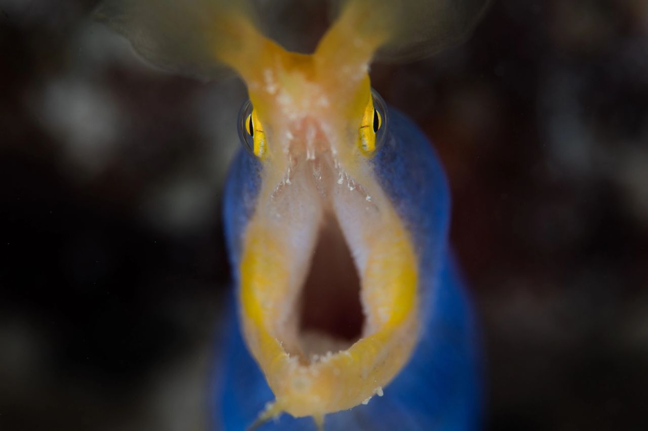 Rhinomuraena quaesita