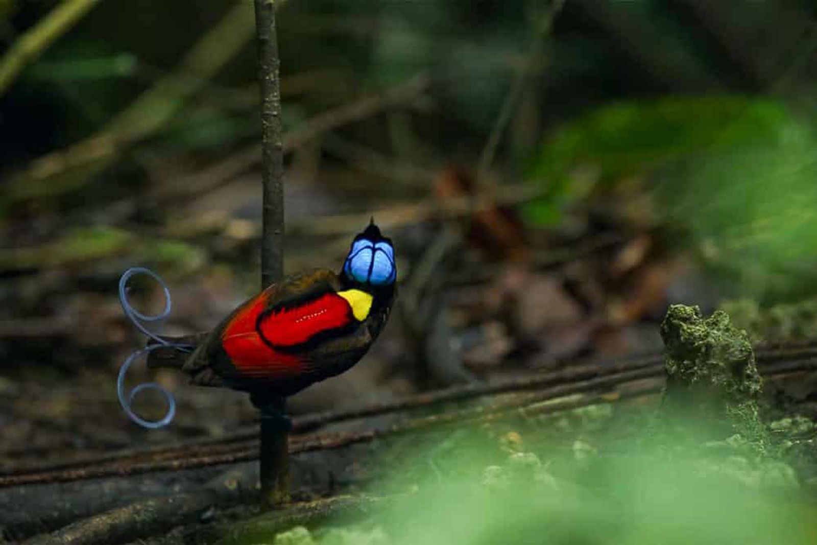 Birds of Paradise