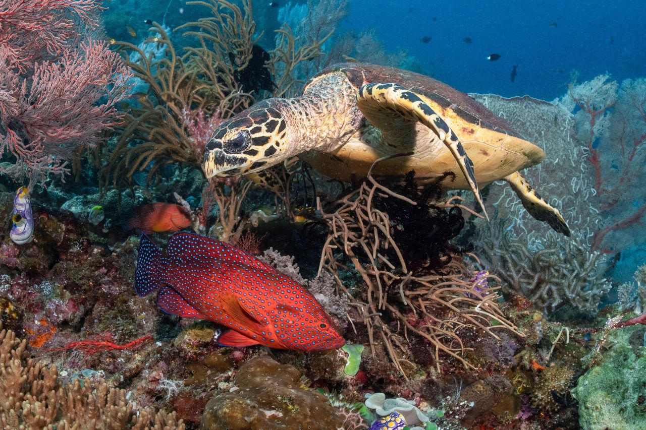 Chelonia mydas & Eretmochelys imbricata