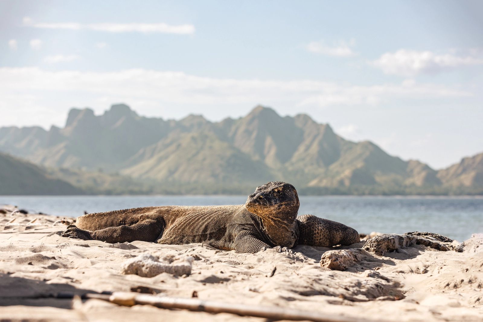 A Komodo dragon resting on a beach below green ridgelines