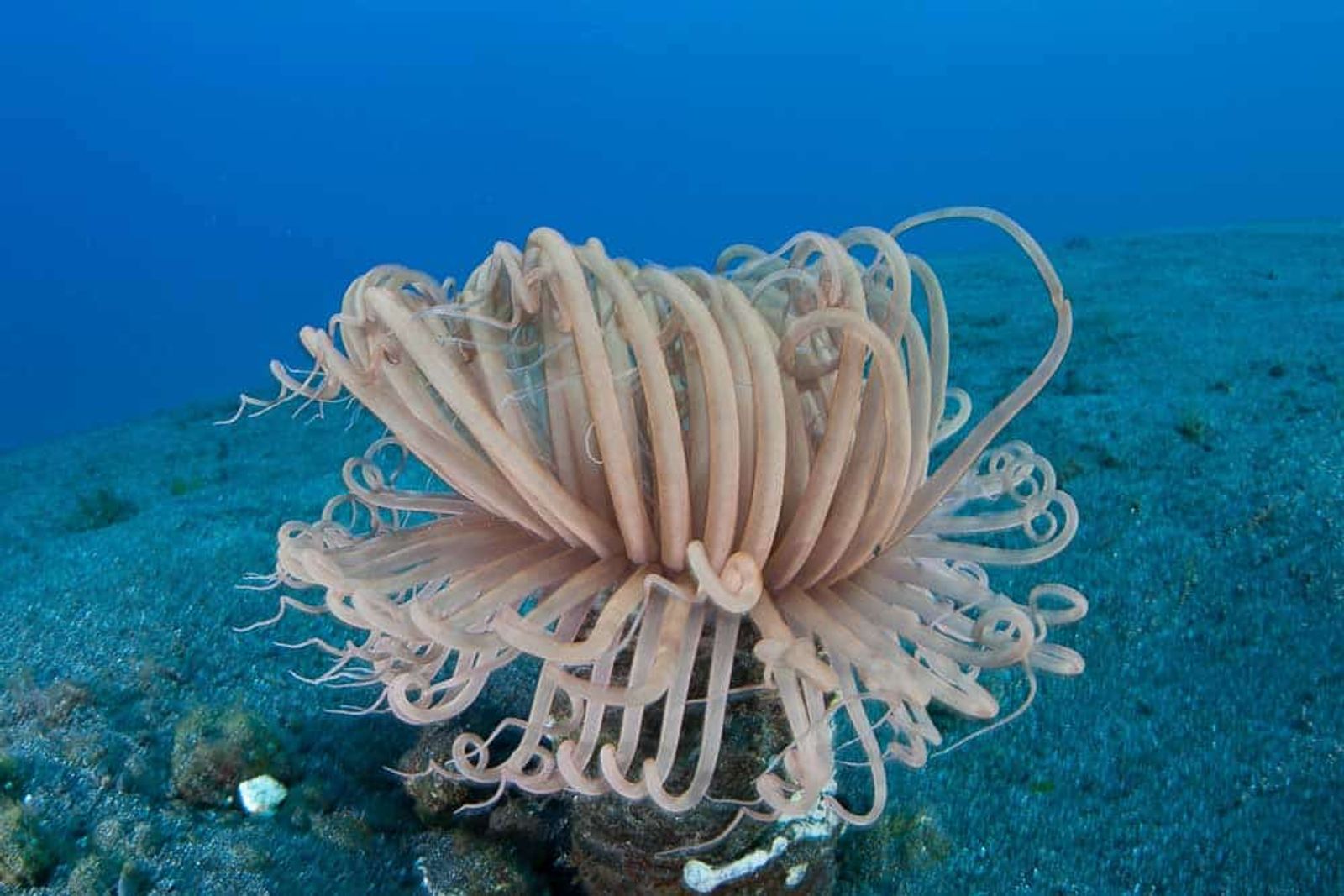 Satonda Island, Sumbawa