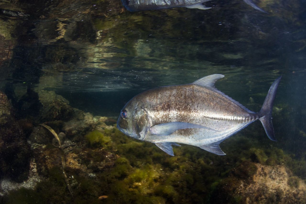 Caranx ignobilis