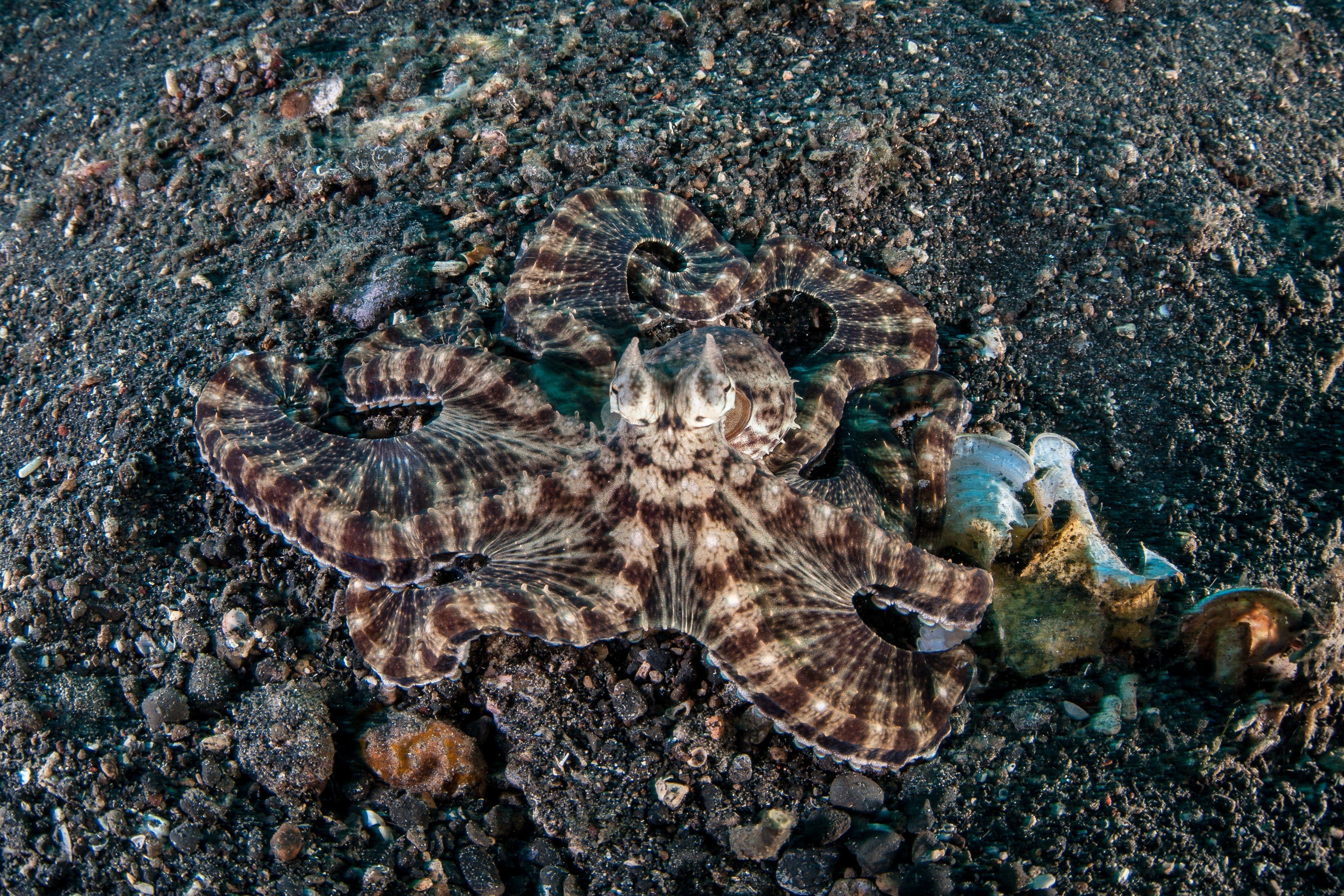A mimic octopus fans its arms across the black sand of Lembeh.