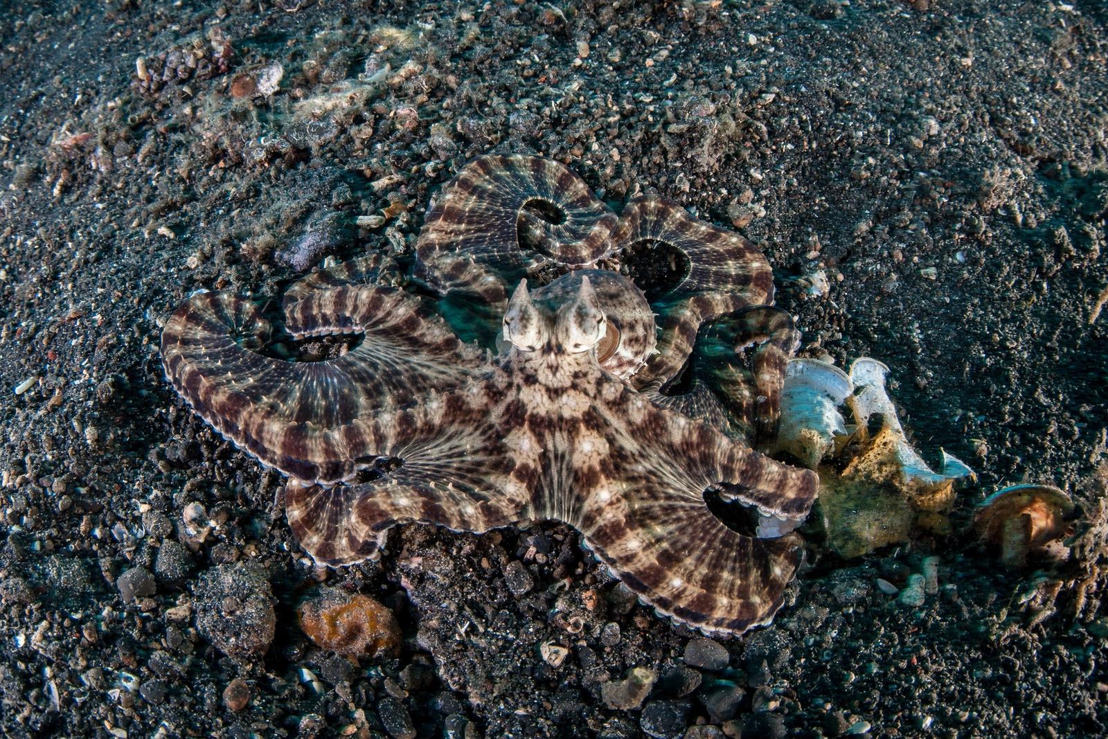 A mimic octopus fans its arms across the black sand of Lembeh.