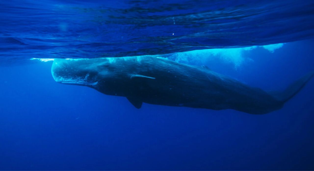 Physeter macrocephalus