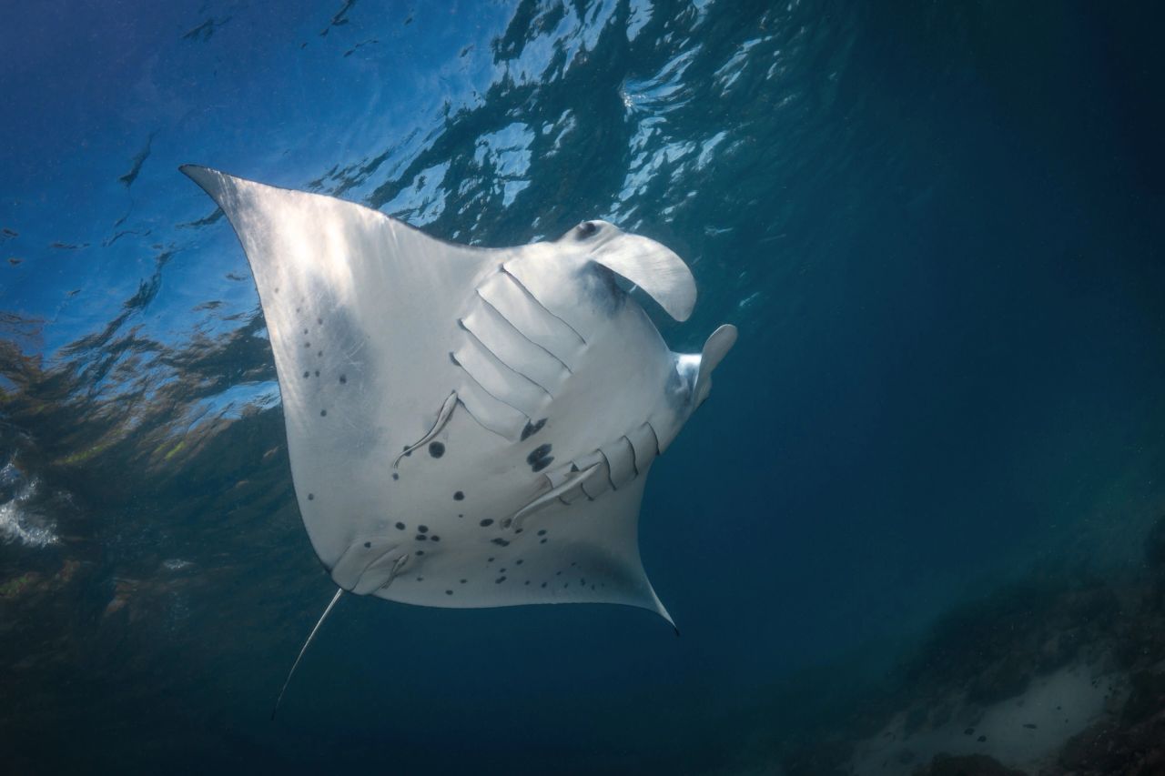 Mobula alfredi