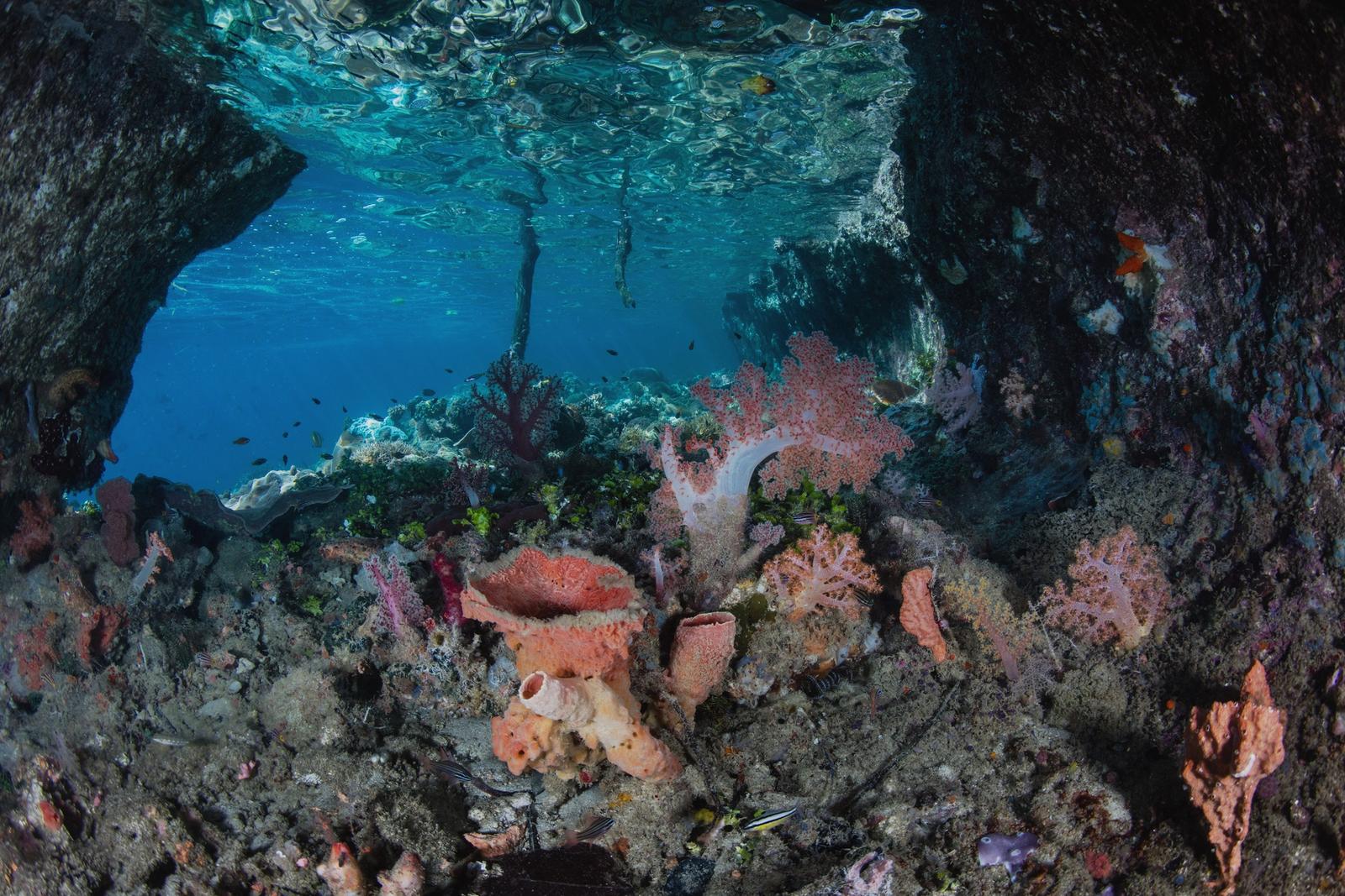 A healthy and colorful reef of soft corals and sponges thrives amid the beautiful, tropical seascape in Raja Ampat, Indonesia. This remote region is known for its extraordinary marine biodiversity.
