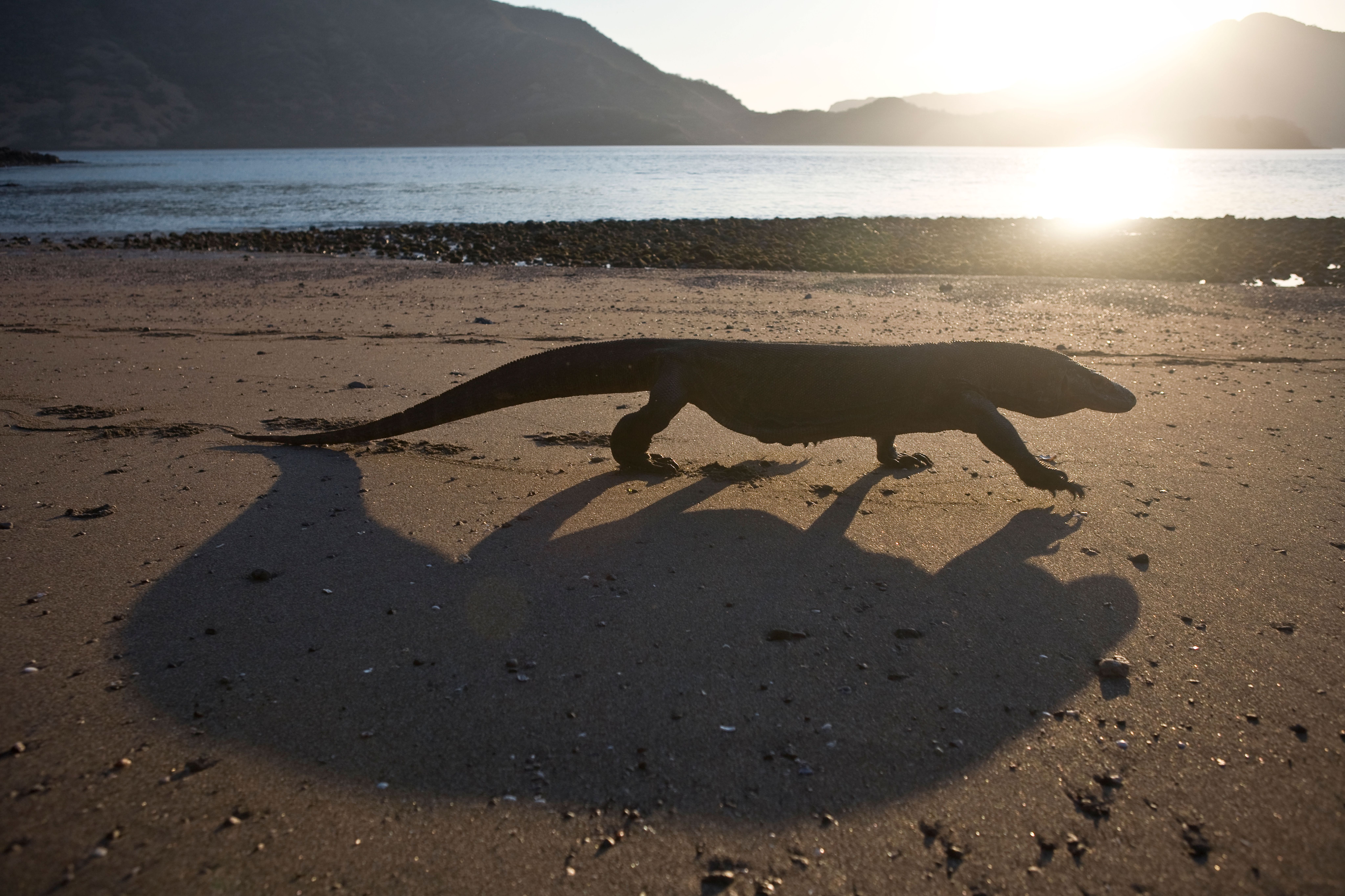 A Komodo dragon and its long shadow on a beach at sunset