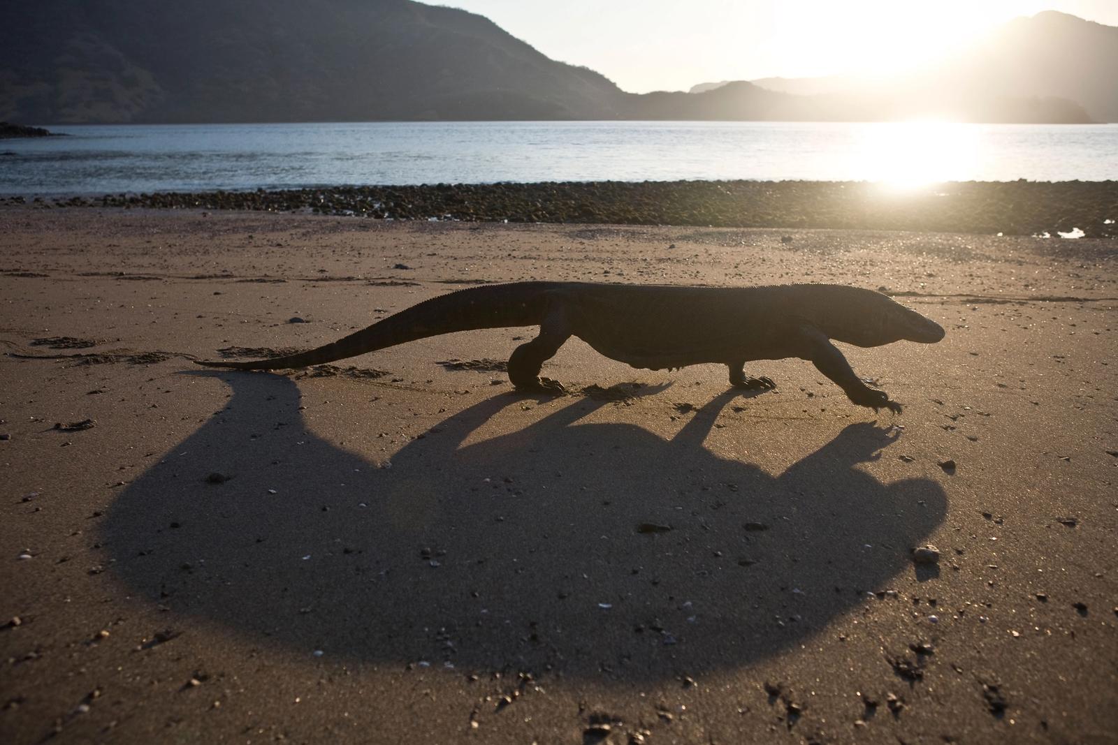 A Komodo dragon and its long shadow on a beach at sunset