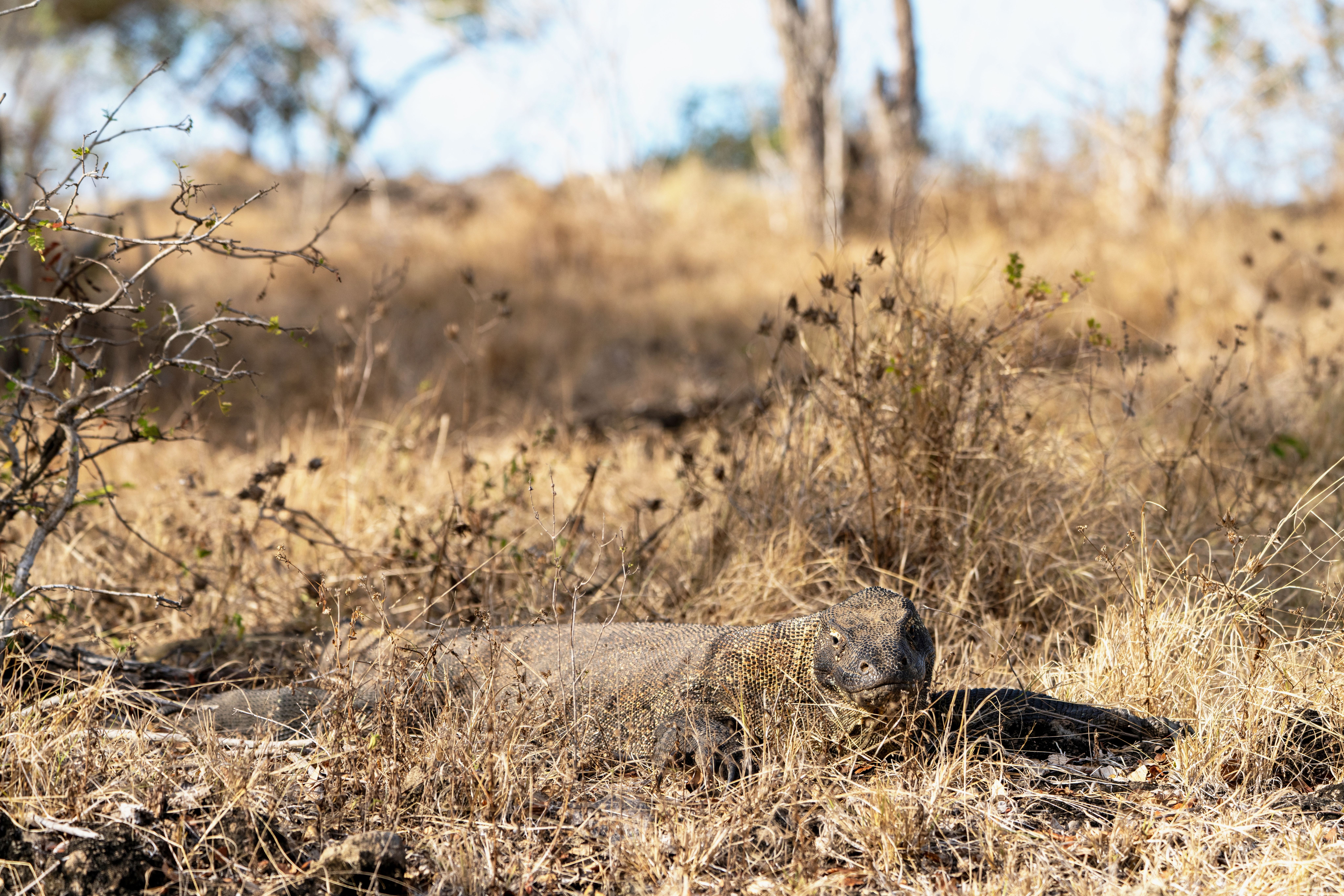 A Komodo dragon, Varanus komodoensis, on Komodo Island, Indonesia