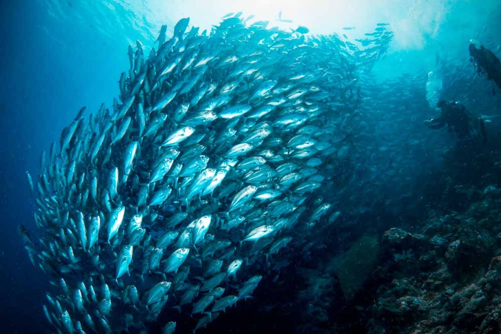 Whale Sharks