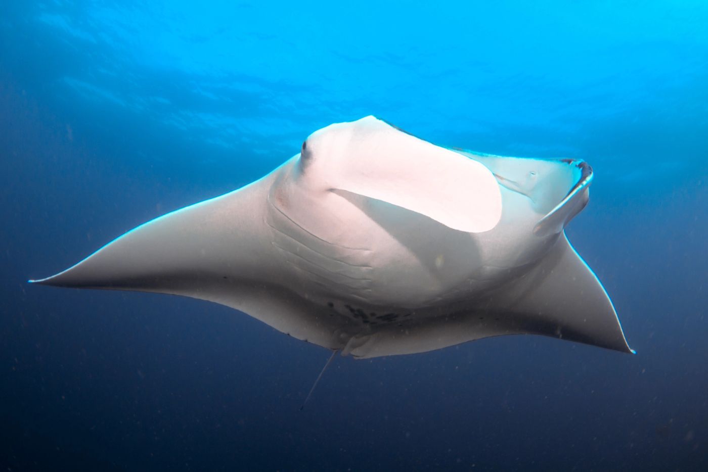 An oceanic manta banking through open blue water