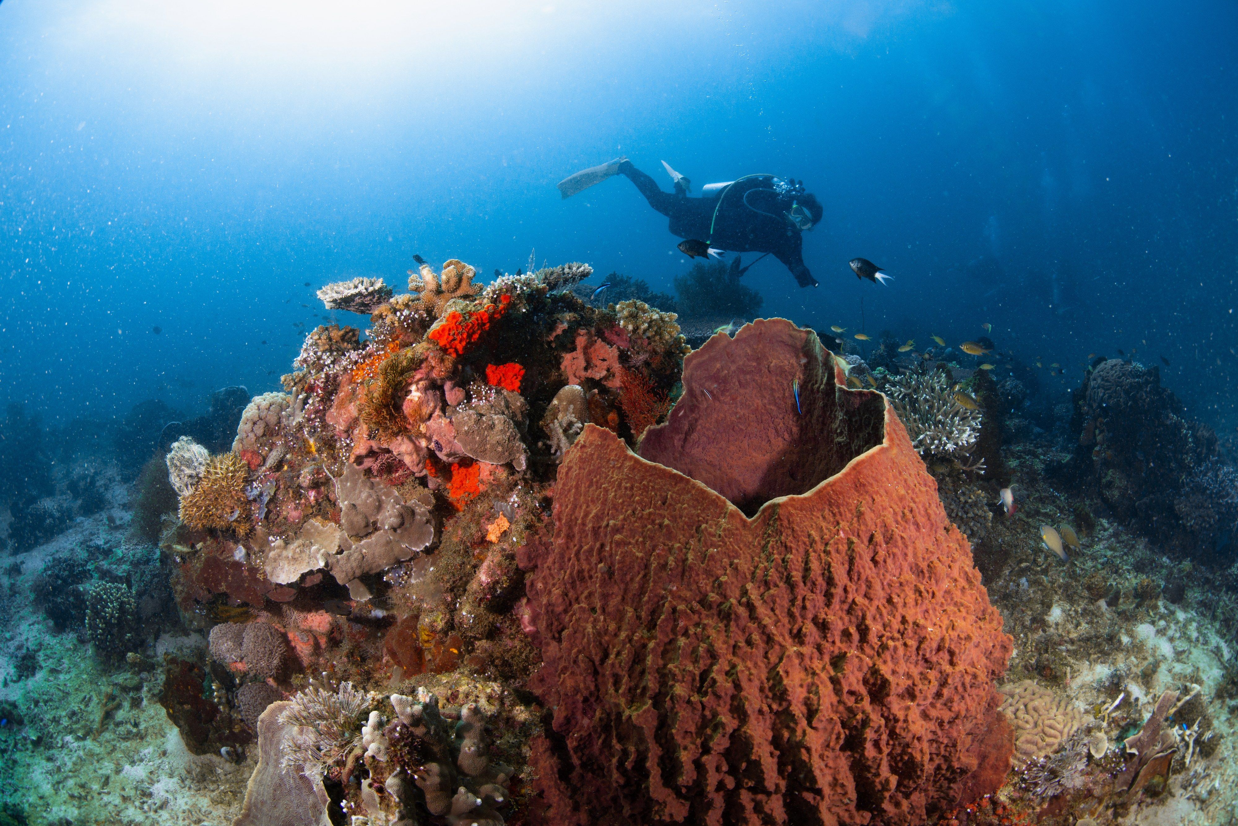 A scuba diver swims above a coral head and a large barrel sponge