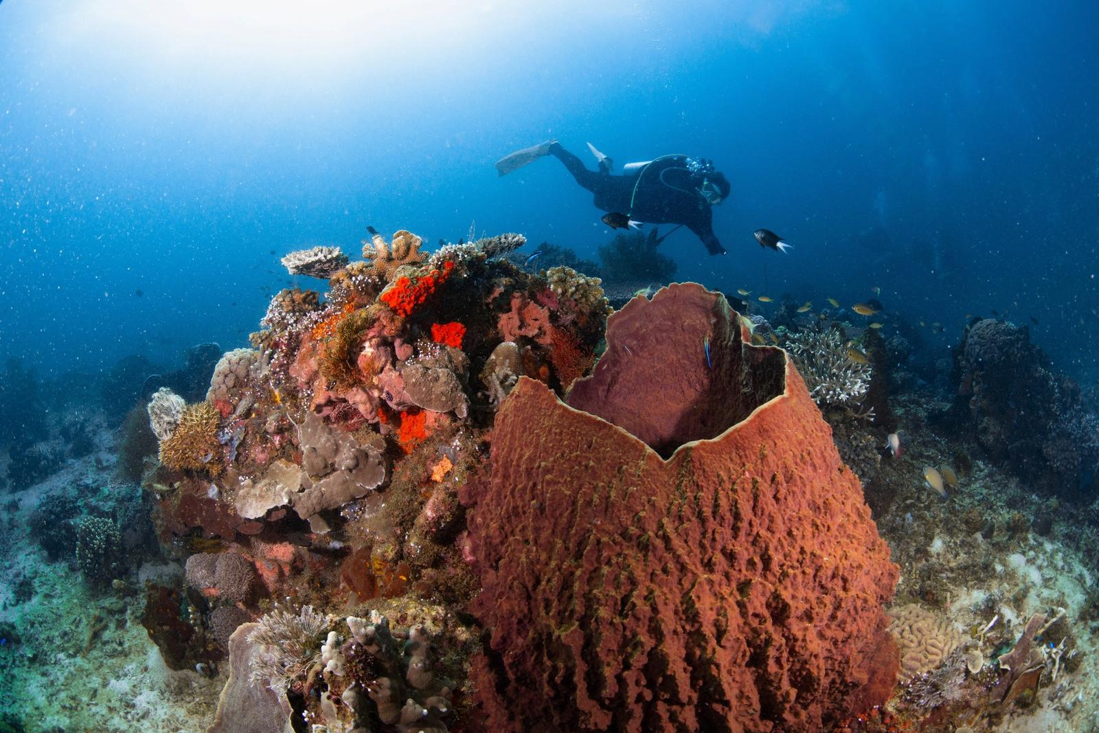 A scuba diver swims above a coral head and a large barrel sponge
