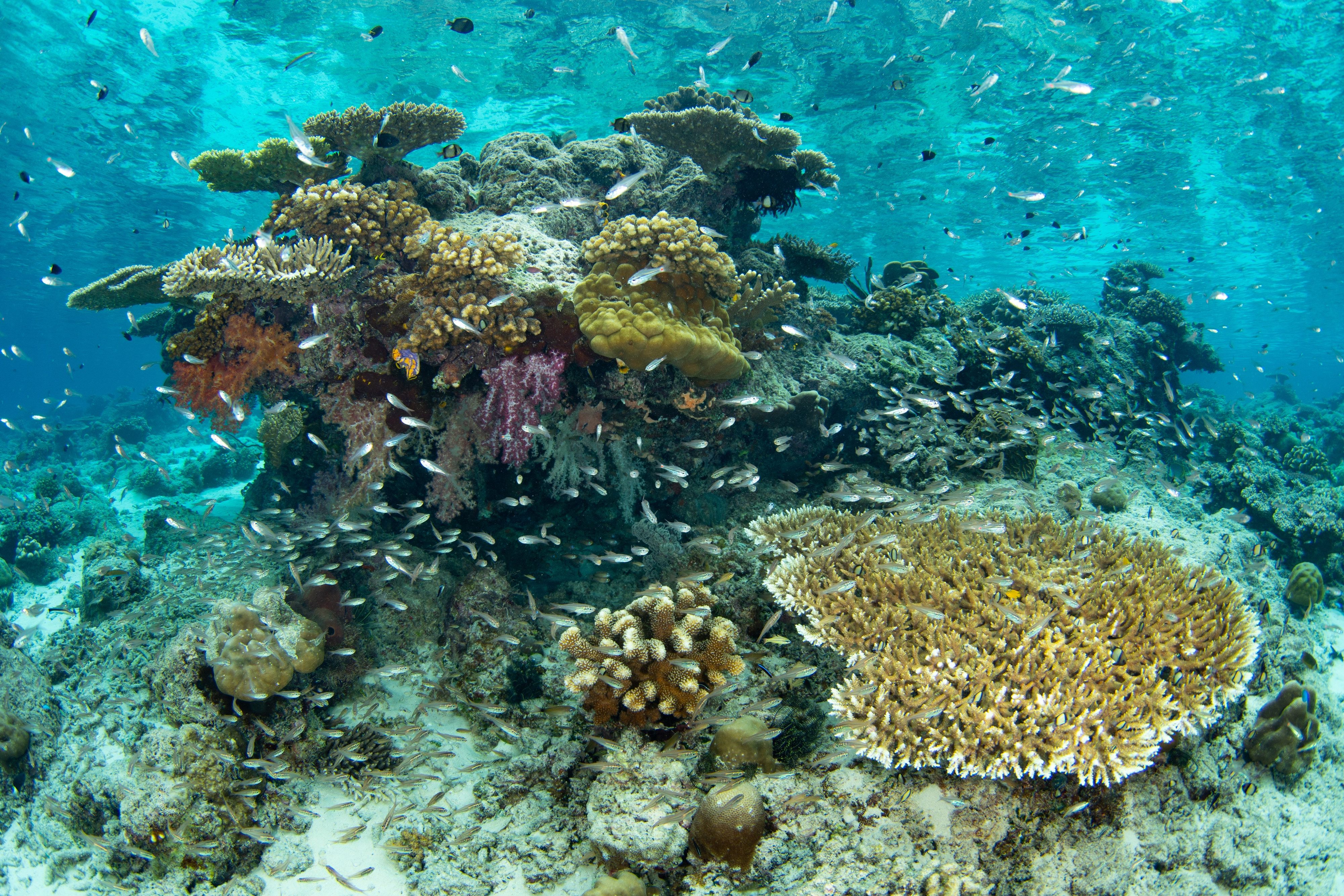 Cardinalfish school around a coral bommie on a biodiverse reef in Raja Ampat, Indonesia. This tropical region is known as the heart of the Coral Triangle due to its incredible marine biodiversity.