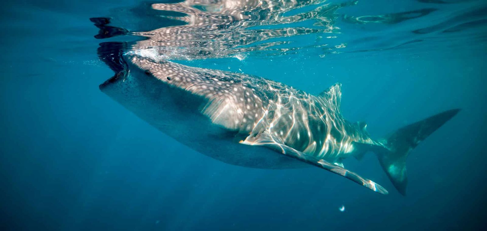 "They have often been hunted elsewhere in Asia on a small scale for their liver oil, which is used to waterproof boats."