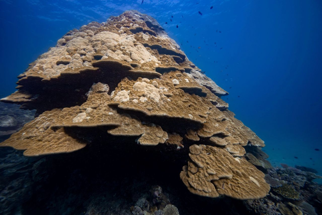 Acropora & Porites formations