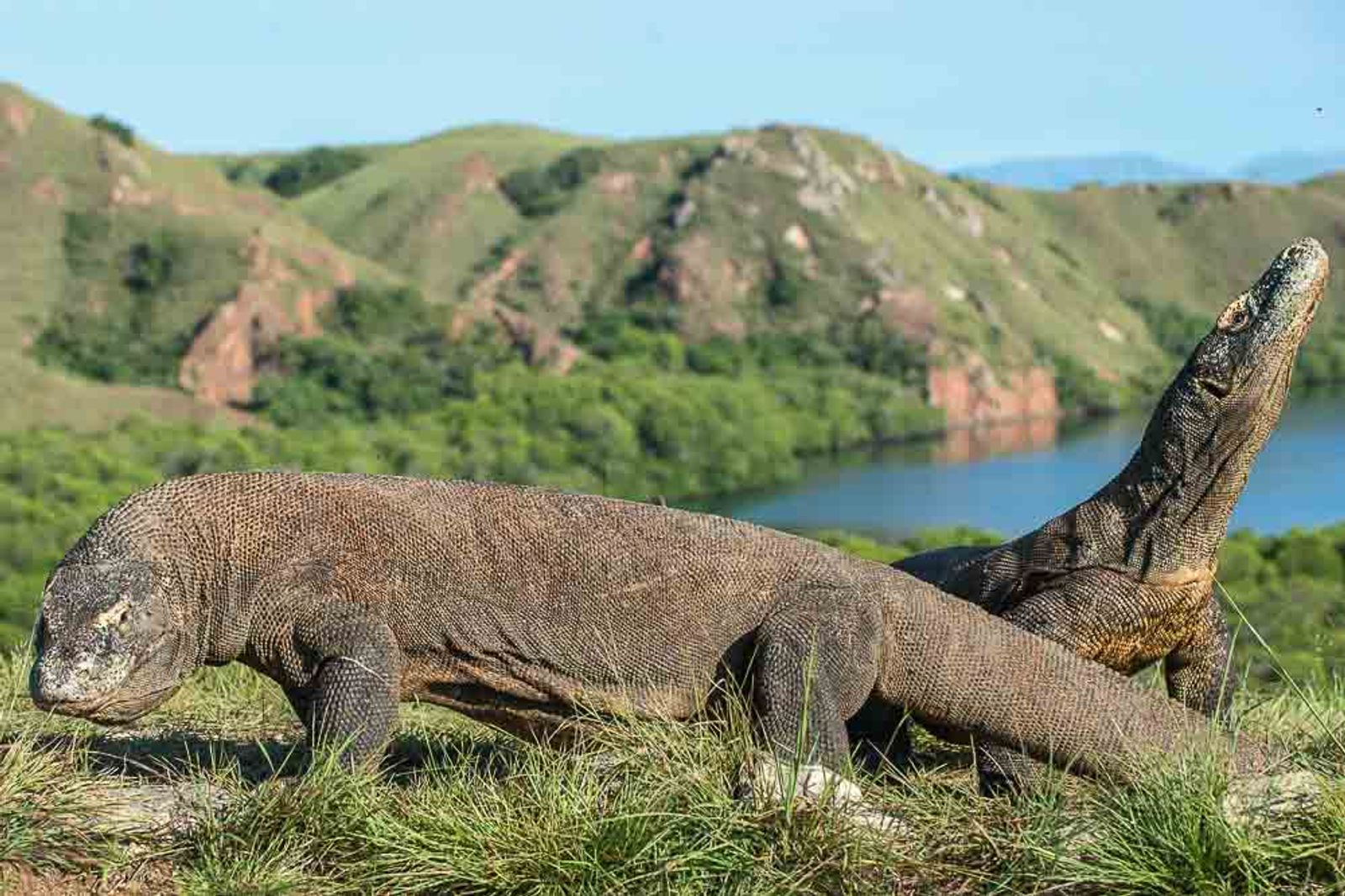 Komodo Dragons