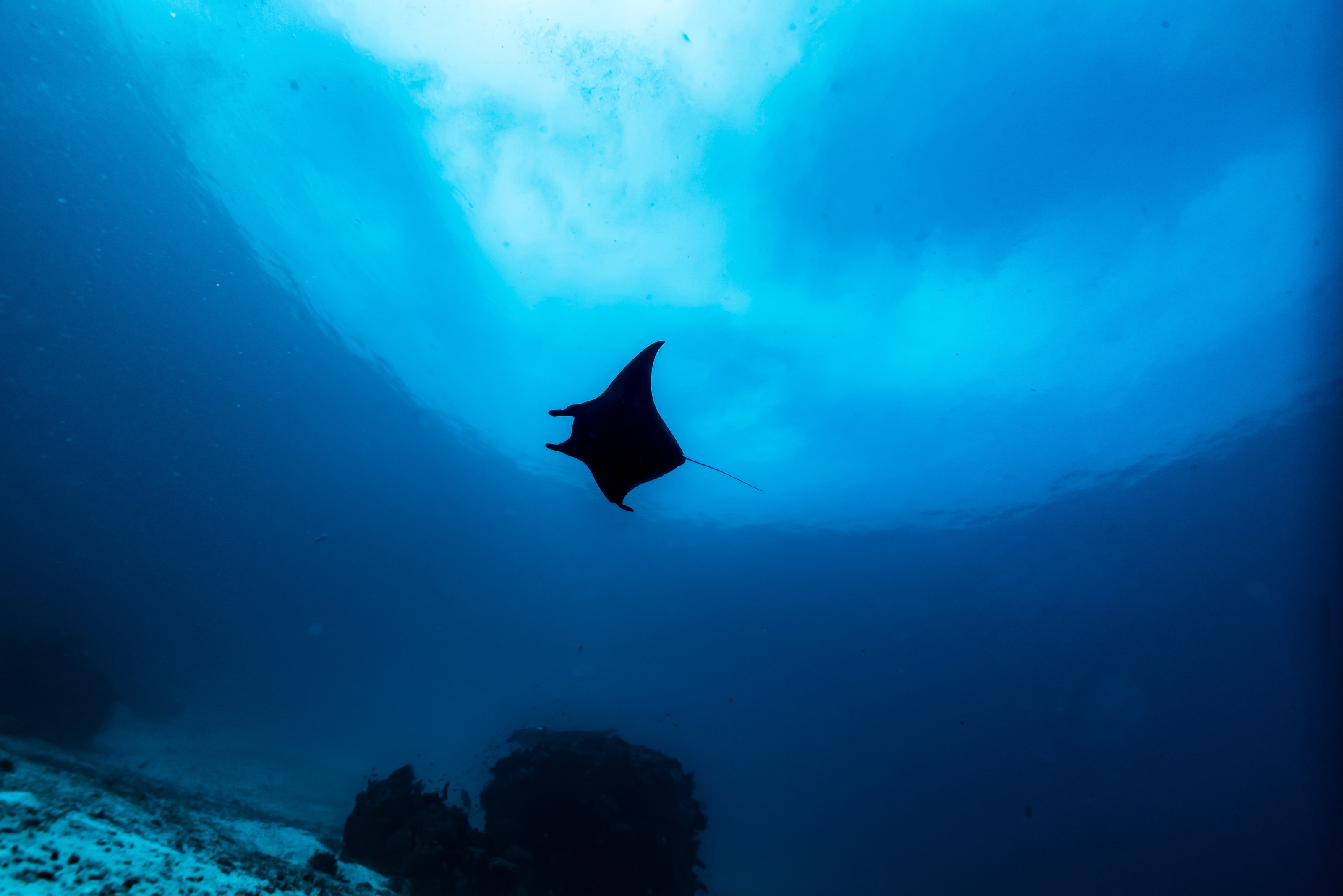 A reef manta rising toward the sunlit surface