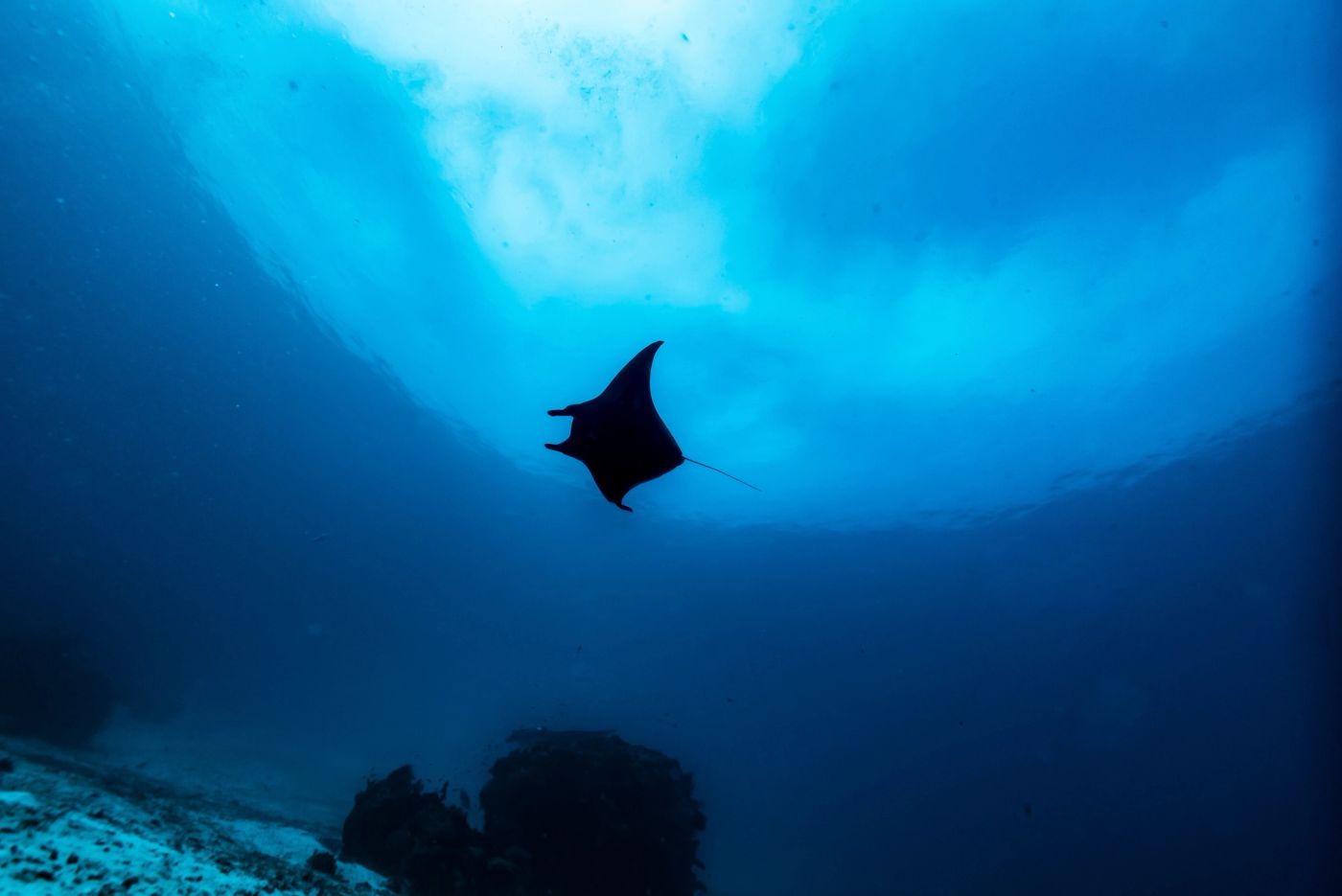 A reef manta rising toward the sunlit surface