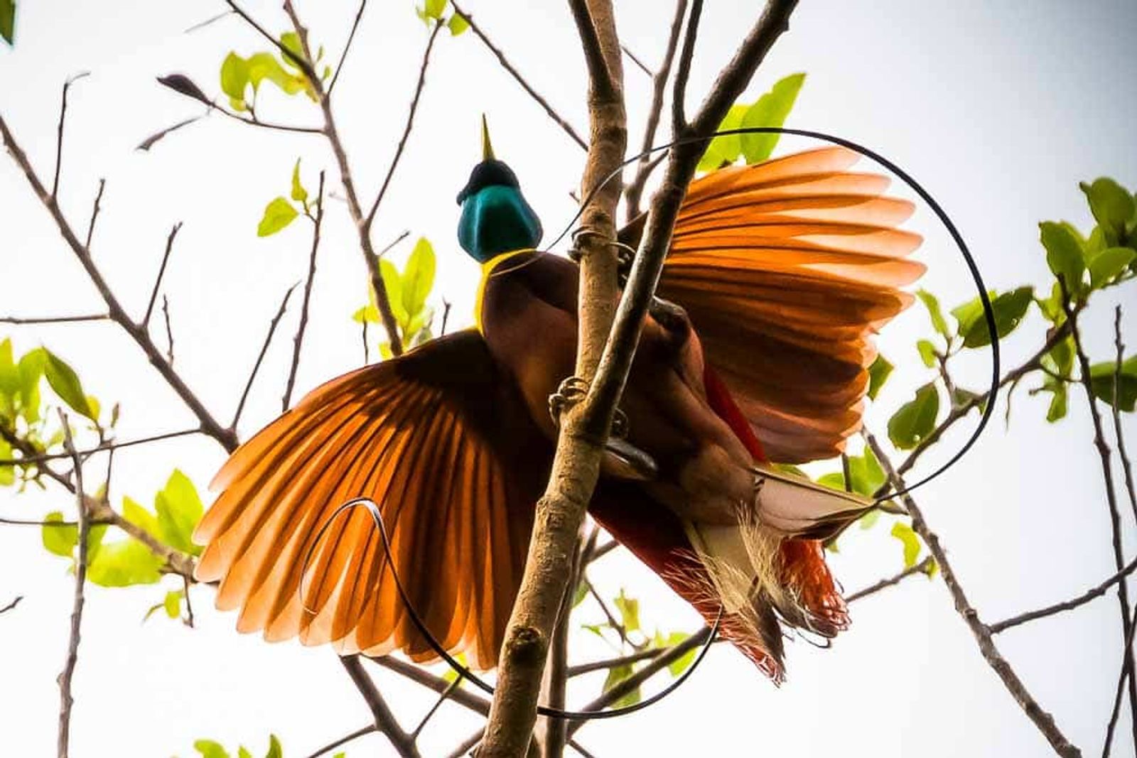 Birds of Paradise