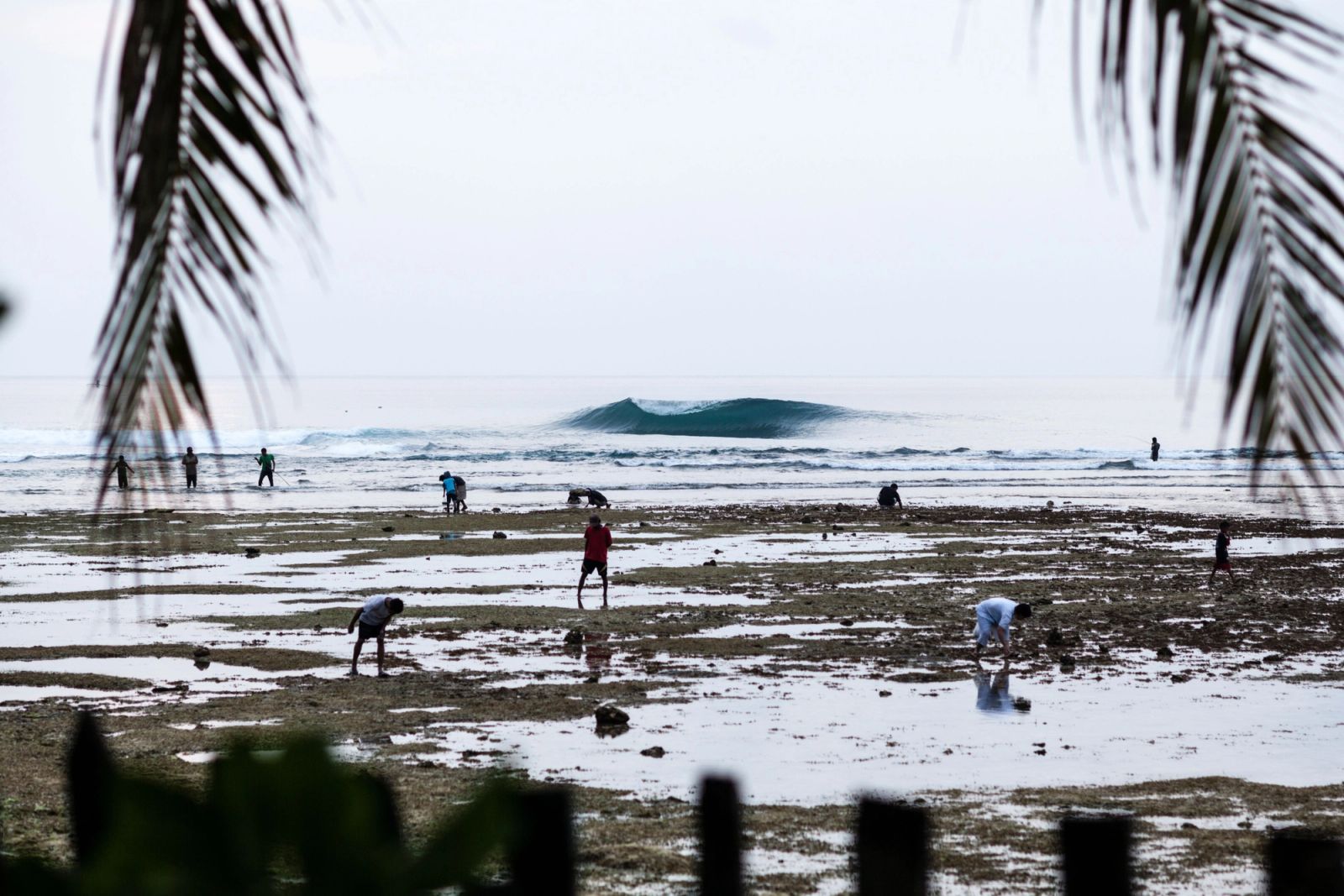 Locals gather food on the exposed reef platform at low tide while a wave breaks beyond.