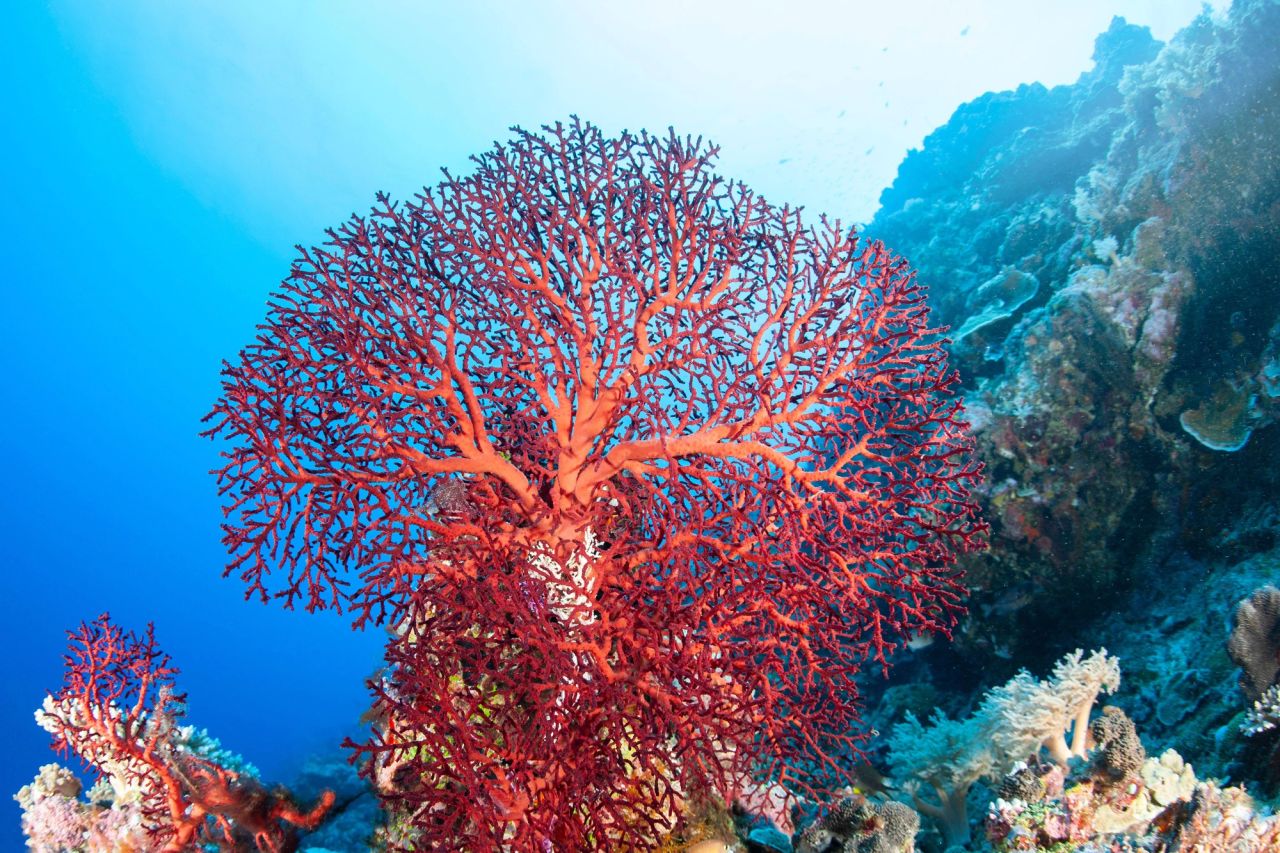 Outer Reef, Ngemelis