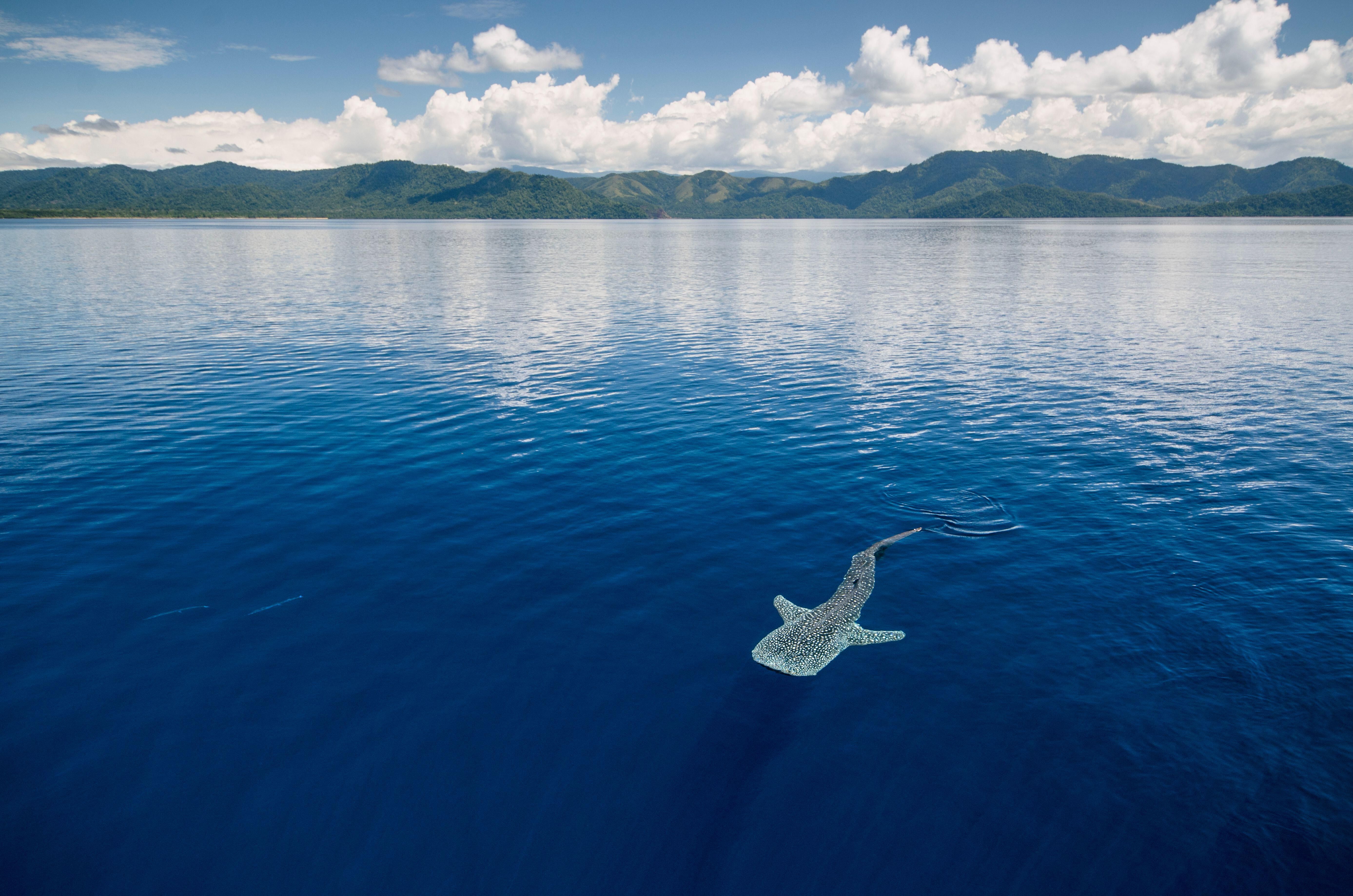 A whale shark near the surface of a calm bay, seen from above