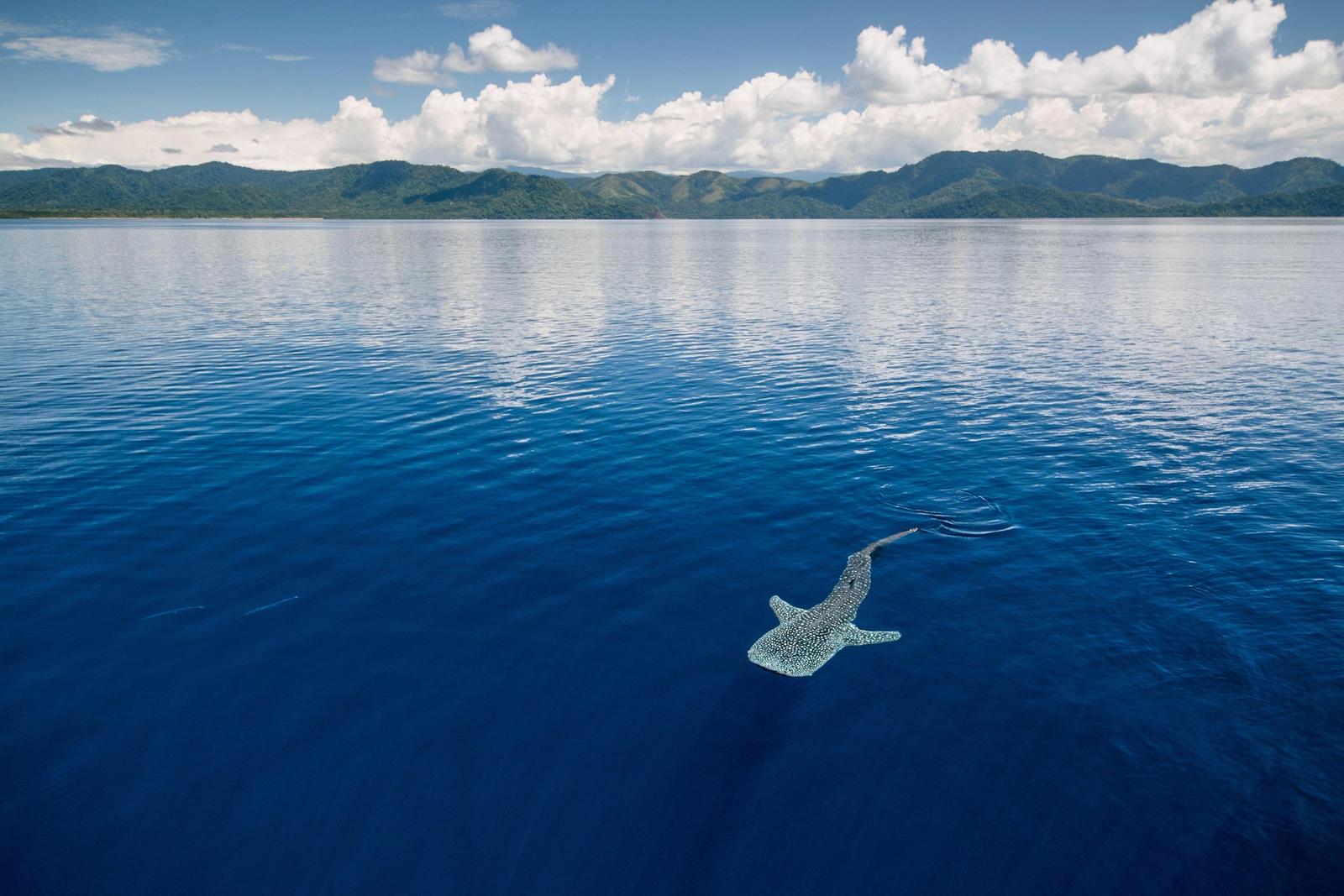 A whale shark near the surface of a calm bay, seen from above