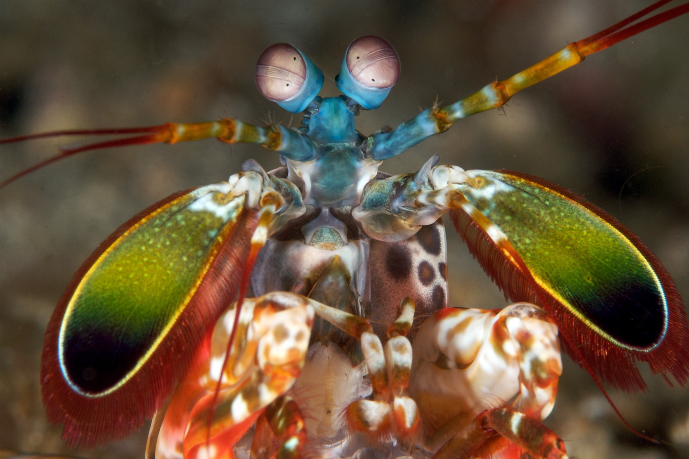 A peacock mantis shrimp facing the camera