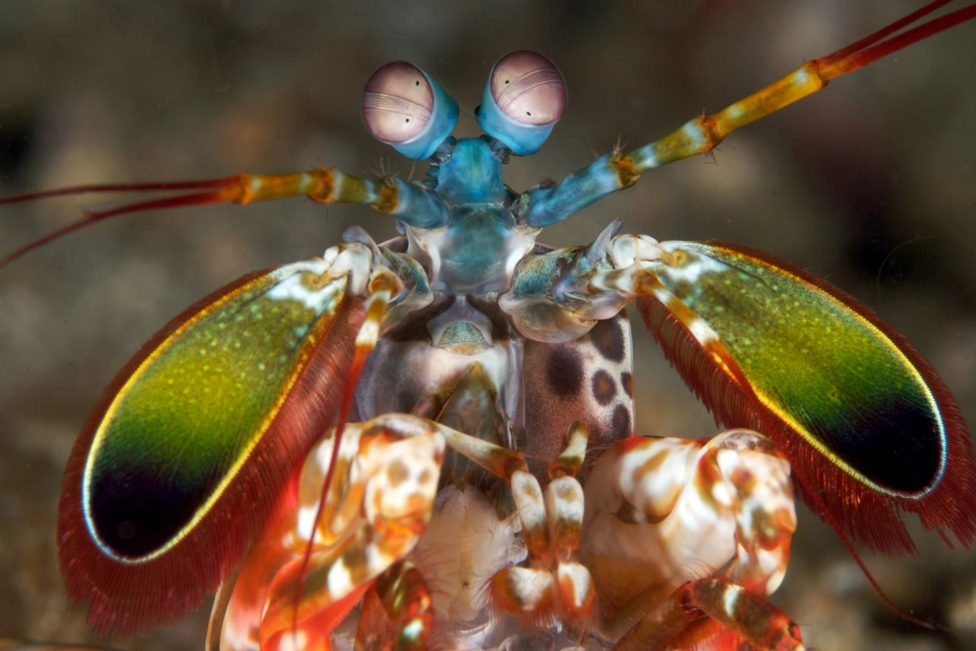 A peacock mantis shrimp facing the camera