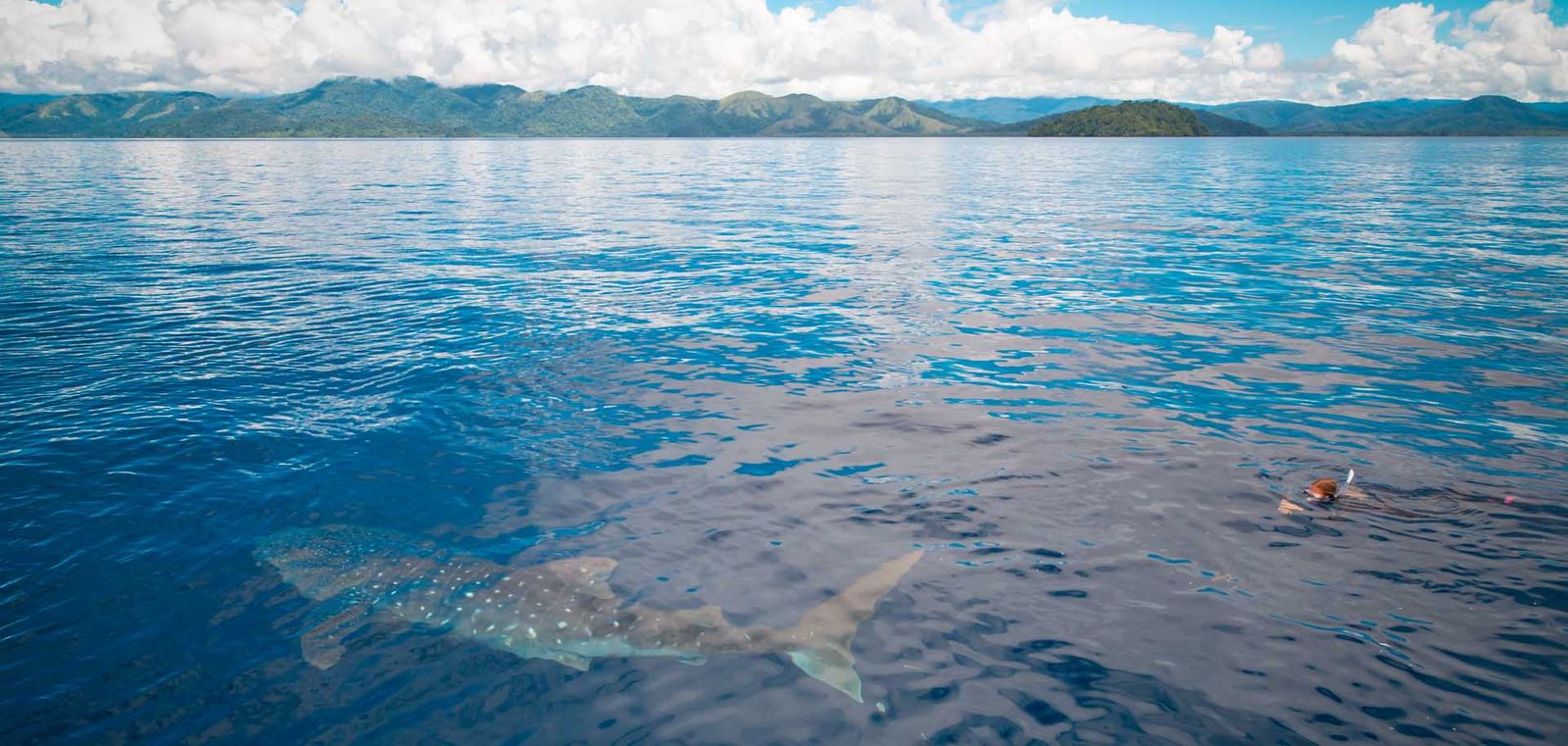 Whale shark enjoying coastal areas where food sources are abundant.